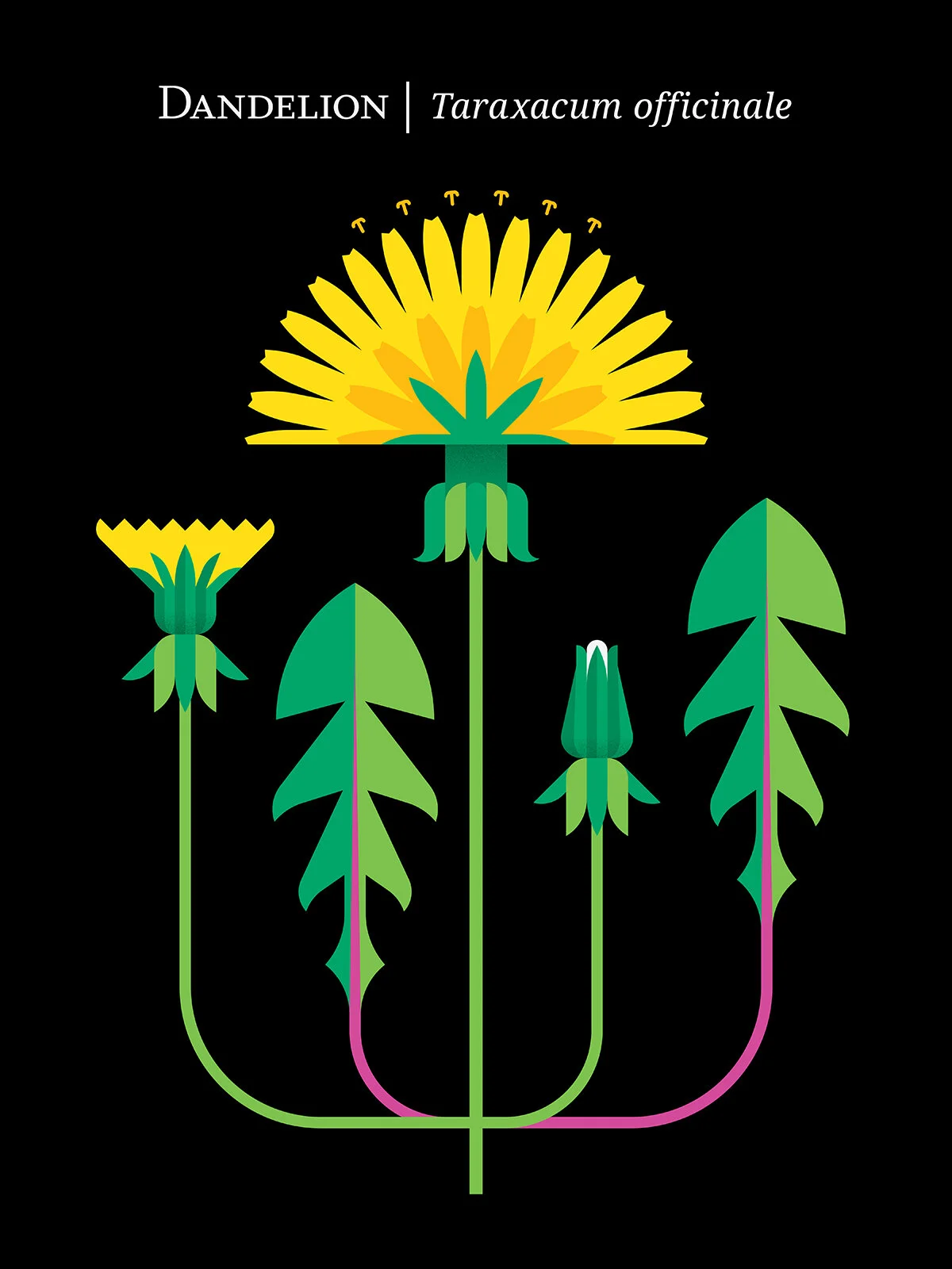Flower &amp; Plant Series