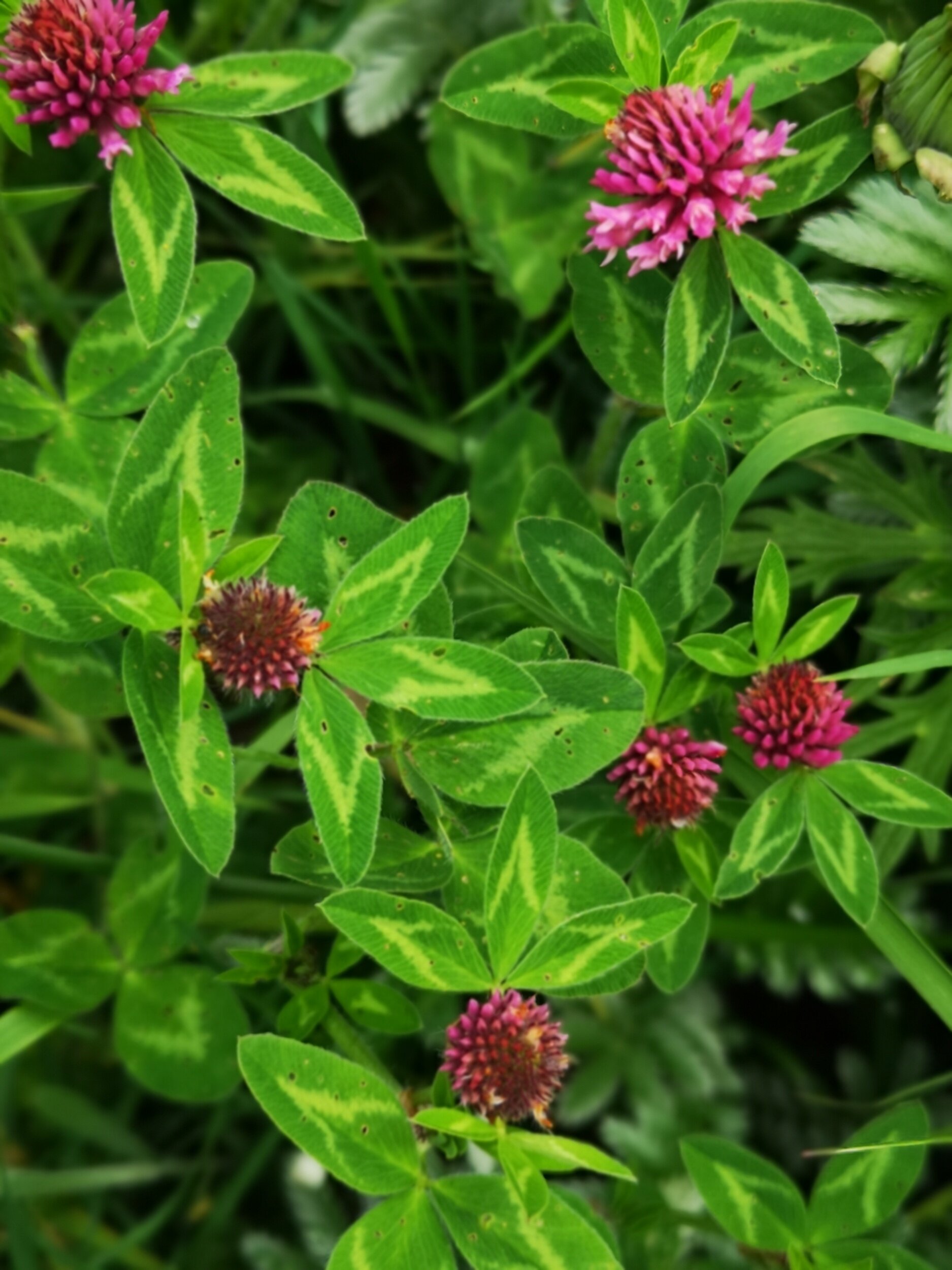 Red Clover 