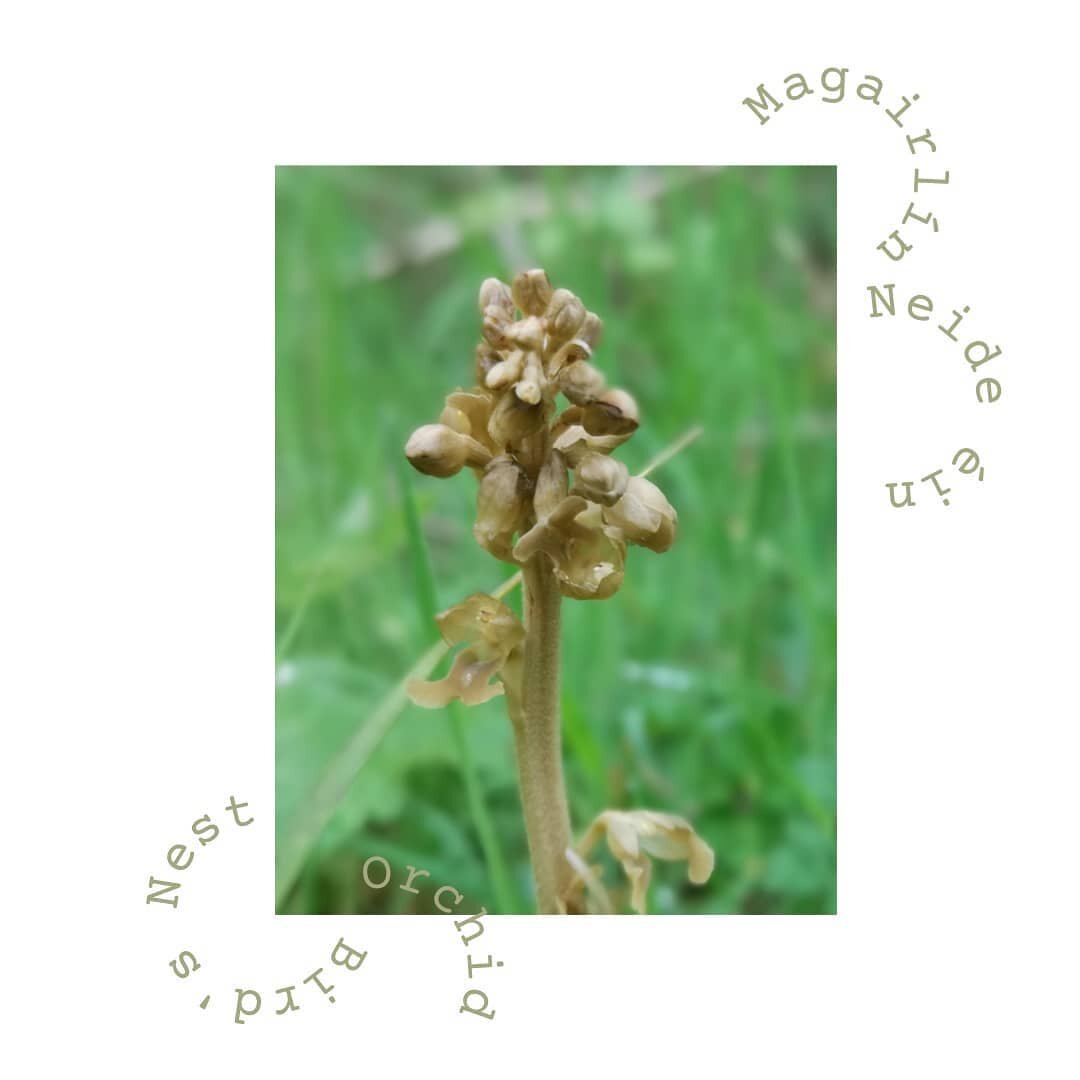 15 | 05 | 2021

Bird's Nest Orchid 
A golden find! I'm still revelling in the unlikely luck of finding this rare parasitic orchid in Clonbur Woods yesterday. The Bird's Nest Orchid is so-named because of its tangled root structure that resembles a ne