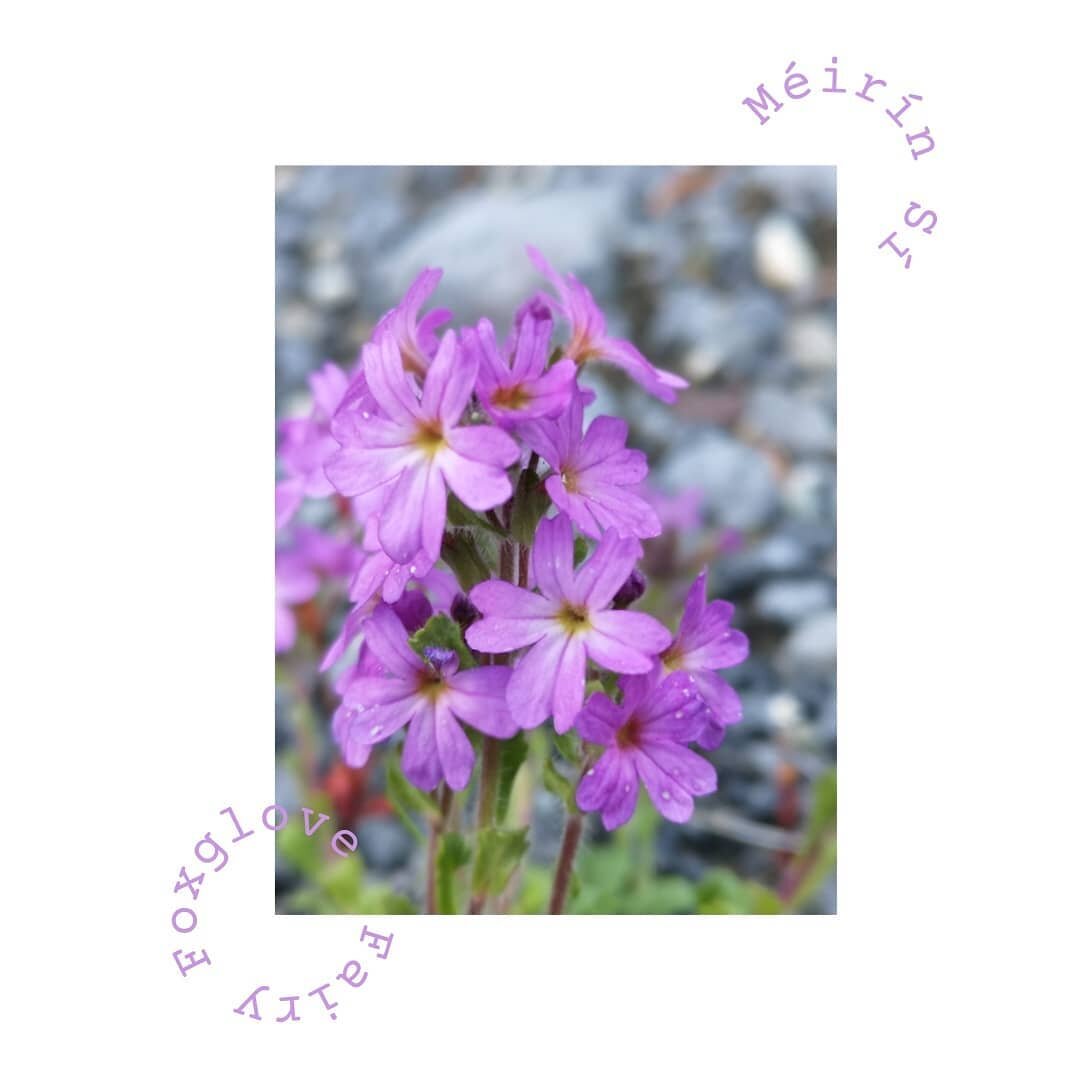 12 | 05 | 2021

Fairy Foxglove
No relative to the Foxglove-Foxglove, the Fairy Foxglove is a sticky and hairy alpine perennial occasionally found wild on stony ground, limestone and walls. This one was growing in my favourite patch of scrub, maybe an