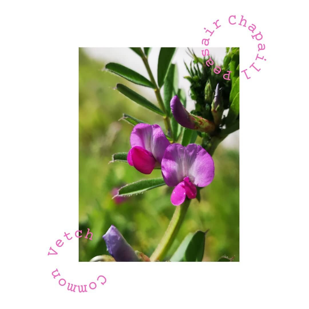 11 | 05 | 2021
Galway City

Common Vetch 
I have a soft spot for Vetch. I have a wildflower identification guide that my mum bought for me on one childhood holiday, and inside the cover there is a dried-out sprig of Bush Vetch. I have a deep memory o