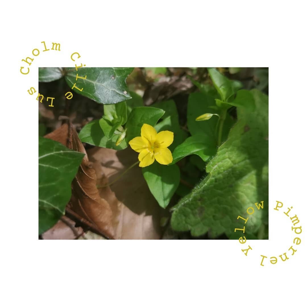 6 | 05 | 2021
Killarainy Woods

The trouble with keeping a wildflower diary is you go for months without a whole lot happening, and then everything blossoms at once! I'm already getting behind 😂

Yellow Pimpernel
A close relative of the more famous 