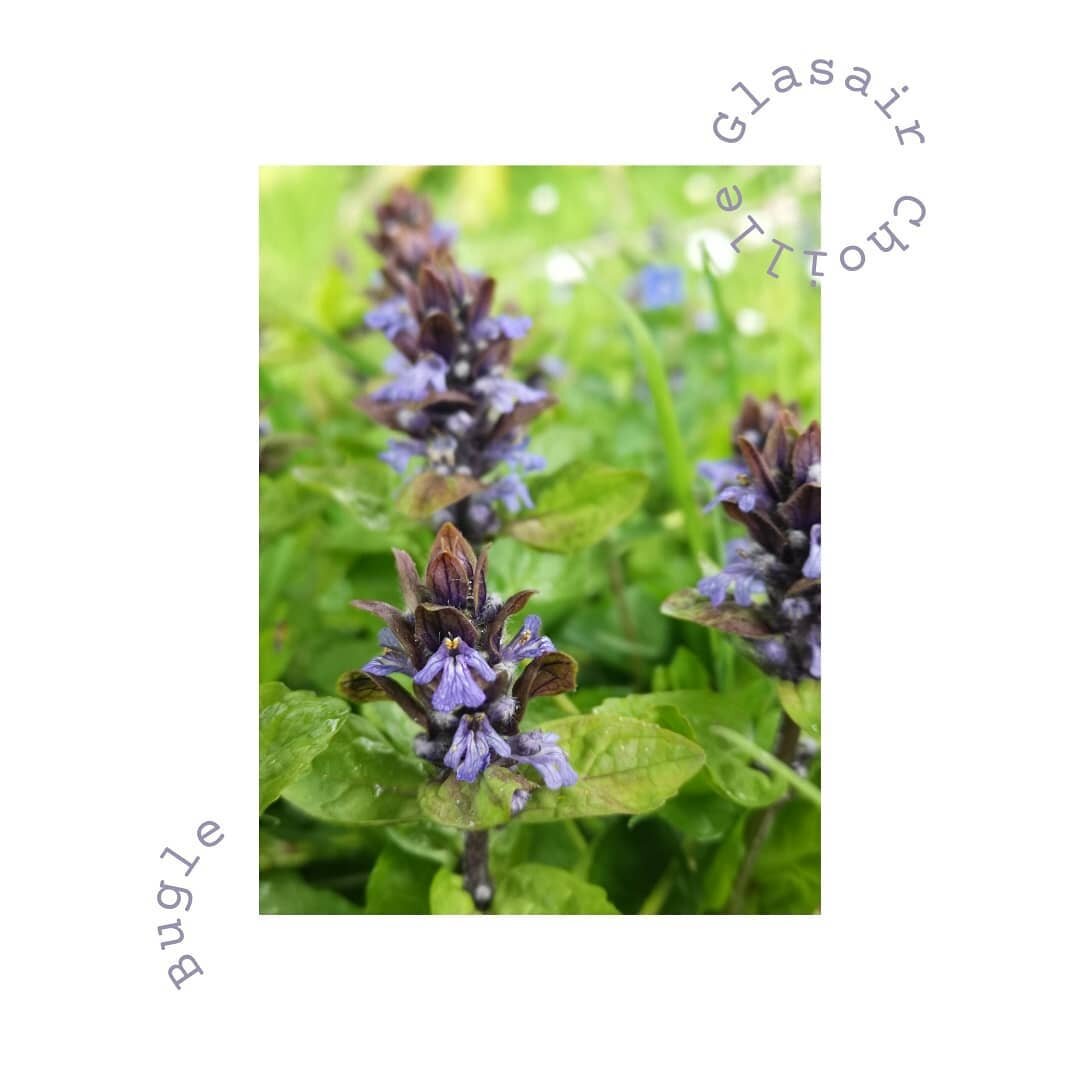 I love weeds 🤓
.
People say weeds are just 'plants growing in the wrong place', but sometimes you may as well say they are plants growing in the right place.
.
Bugle is a creeping perennial native to broadleaved woodland. The Irish name translates a