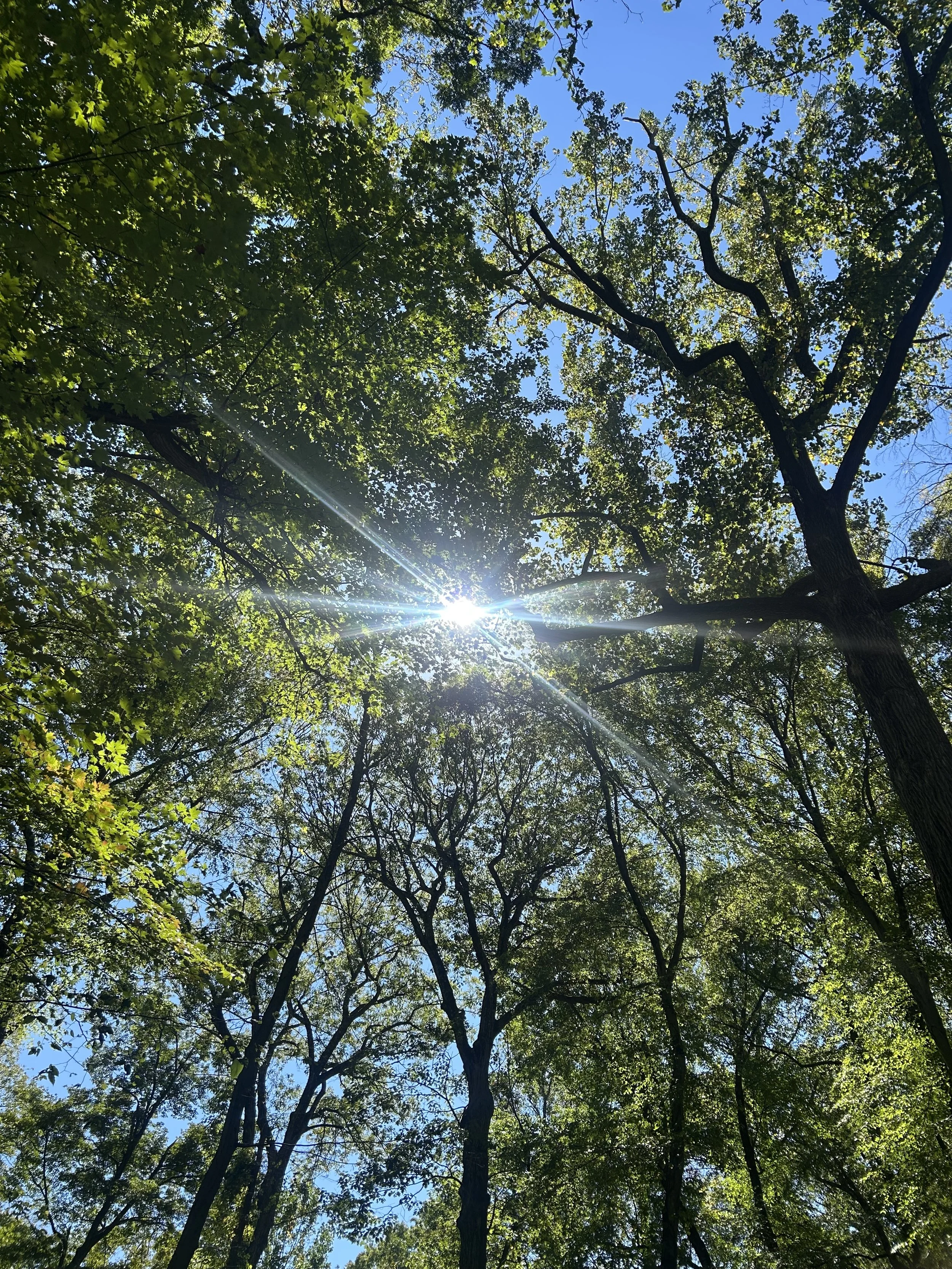 Wild spirit medicine