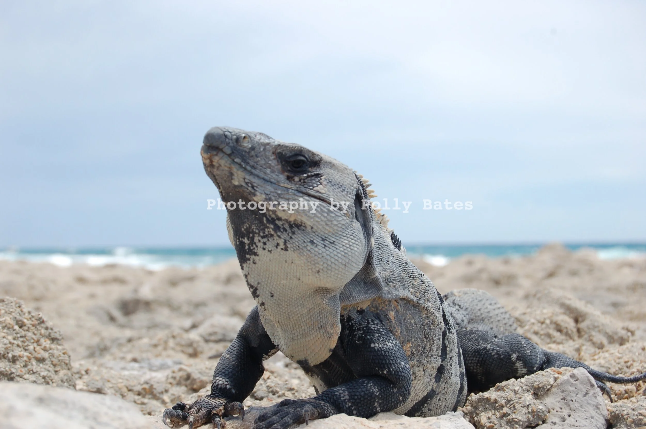 Polly Bates Lizard.JPG