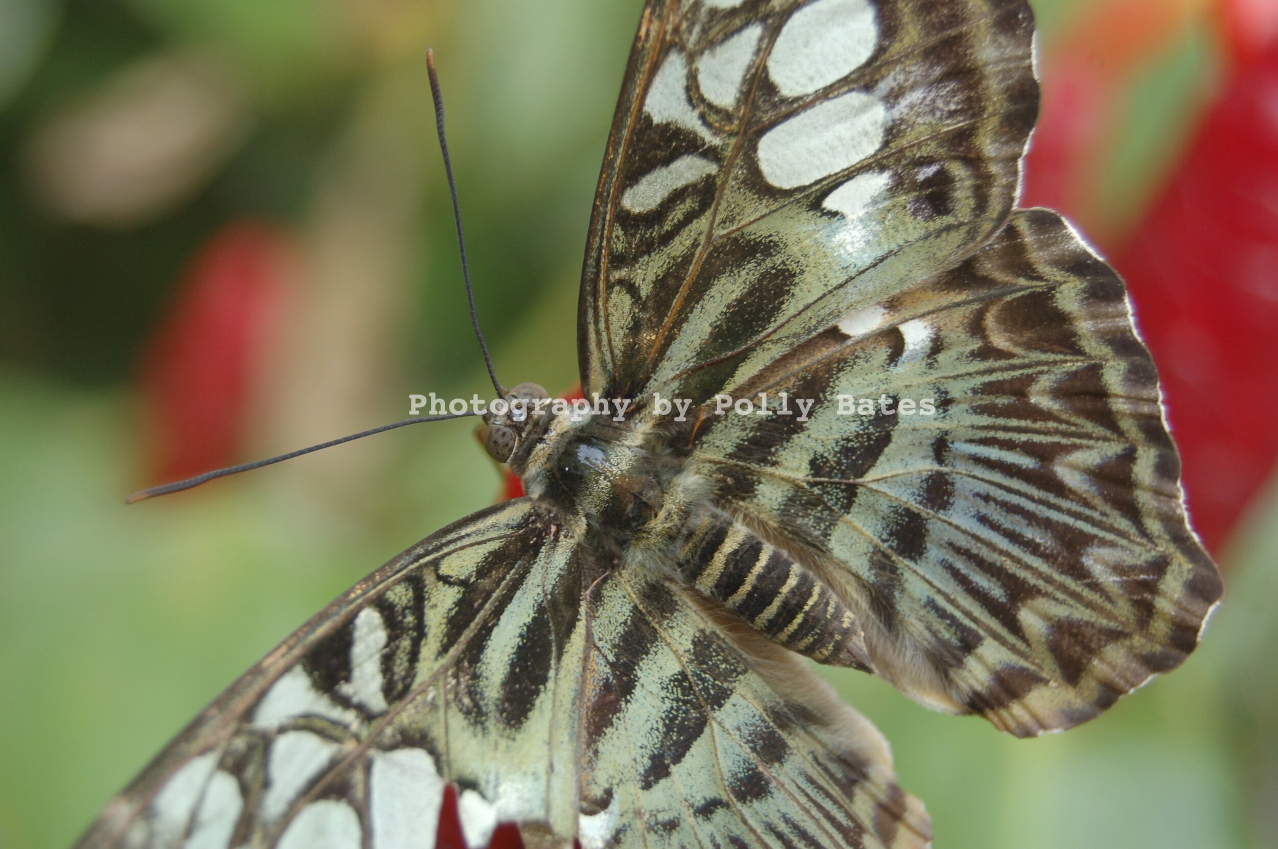 Polly Bates Butterfly Photography 1.jpg