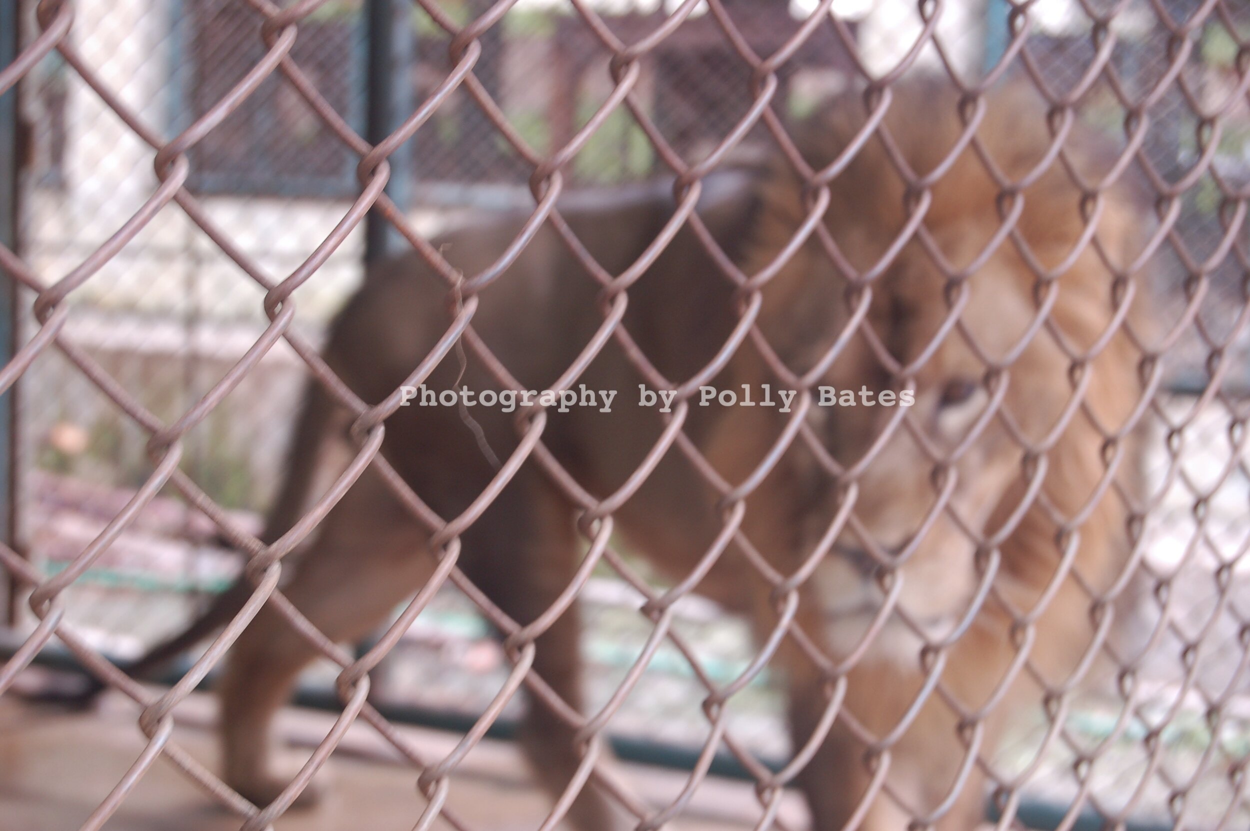 Polly Bates Caged Lion Photography 1.jpg
