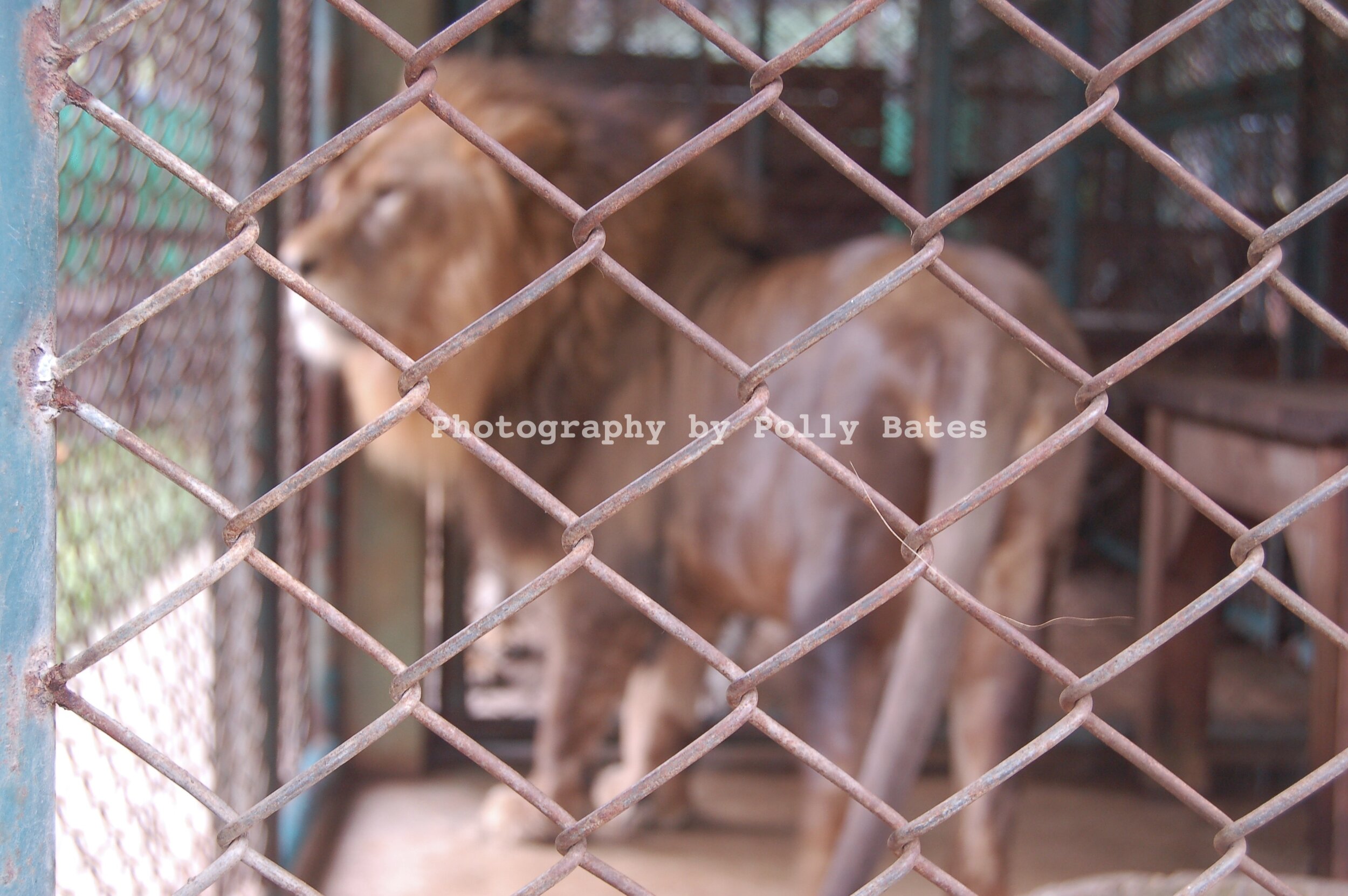 Polly Bates Caged Lion Photography 2.jpg