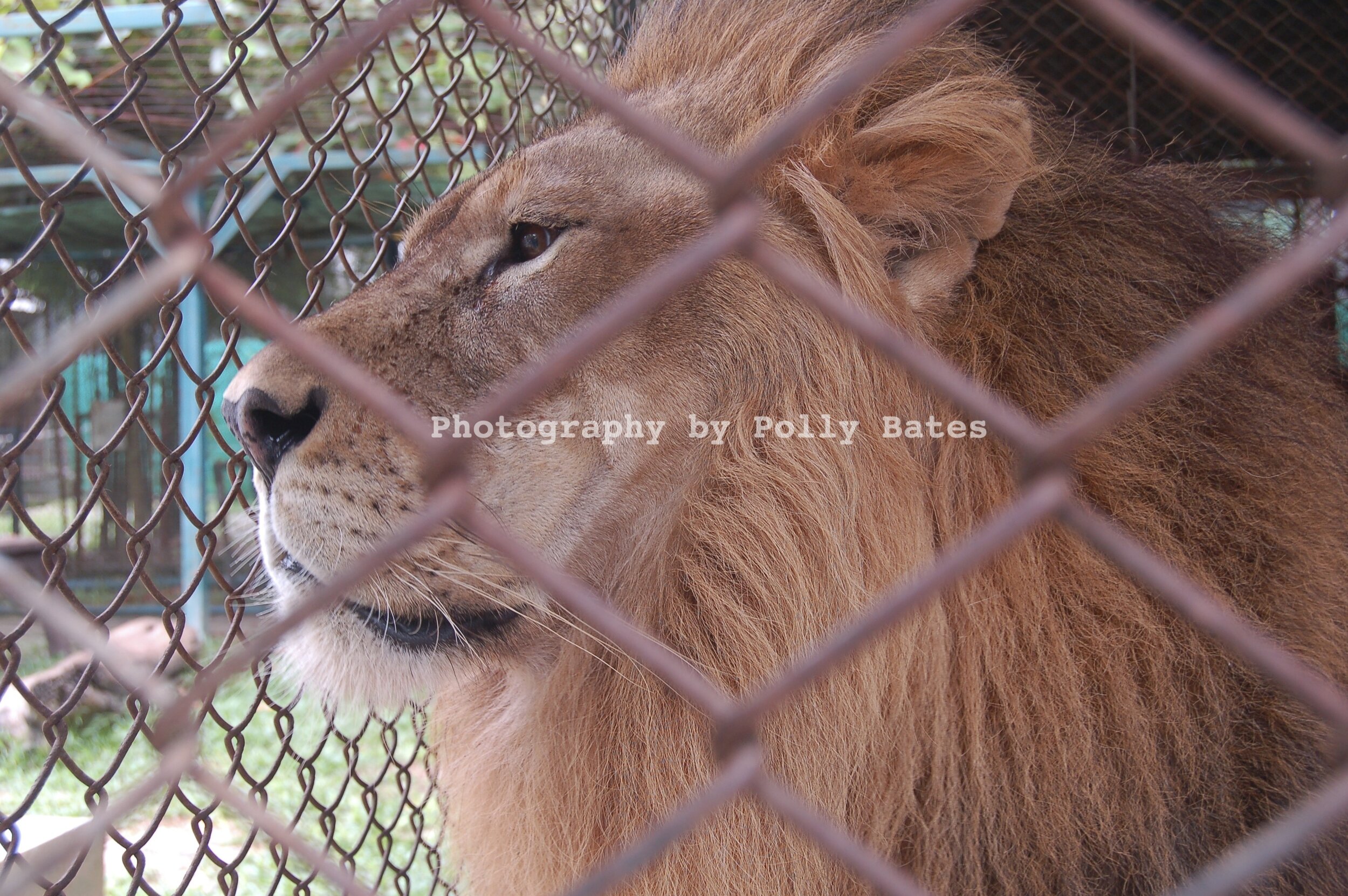 Polly Bates Caged Lion Photography 3.jpg