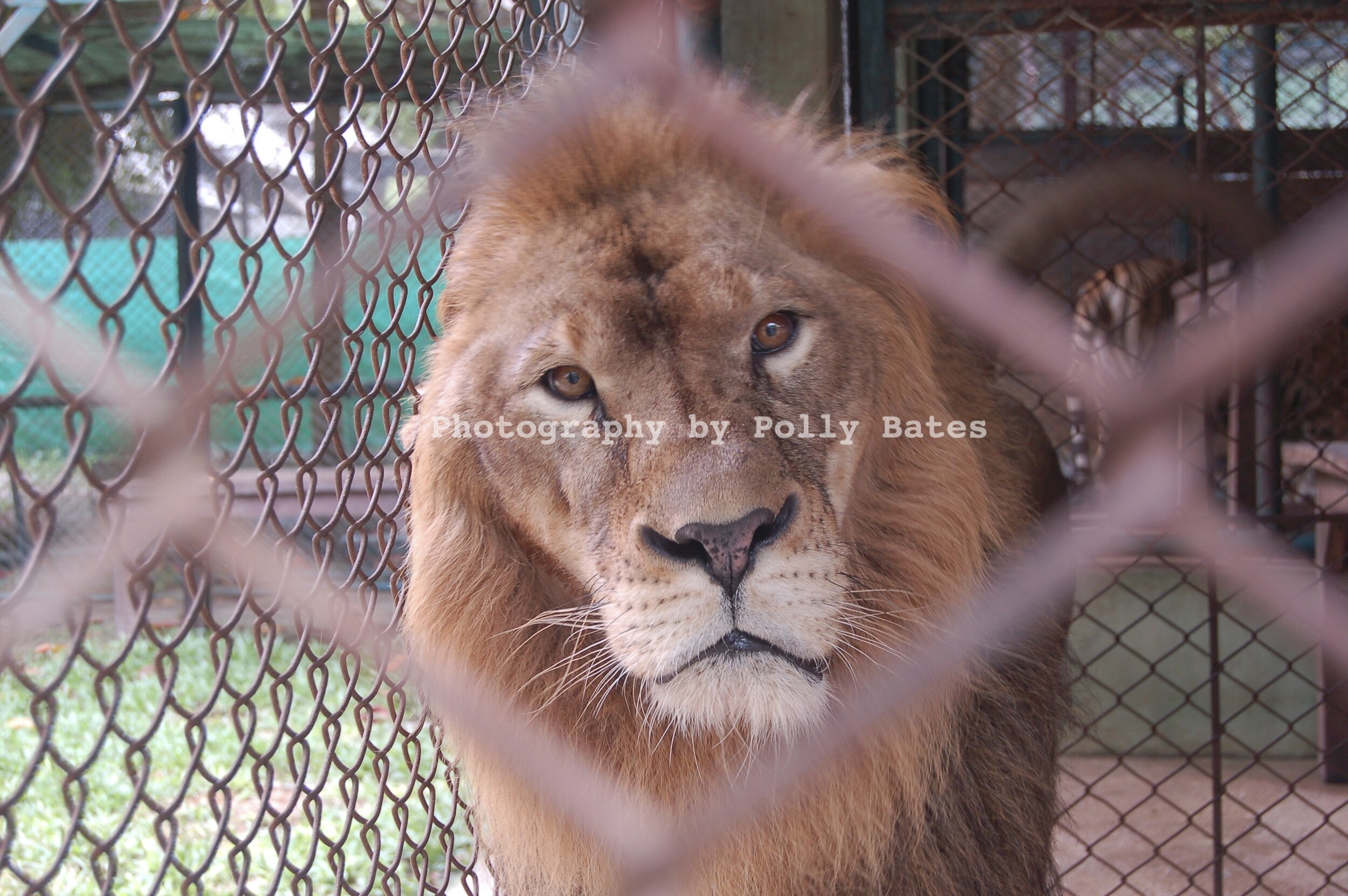 Polly Bates Caged Lion Photography 4.jpg
