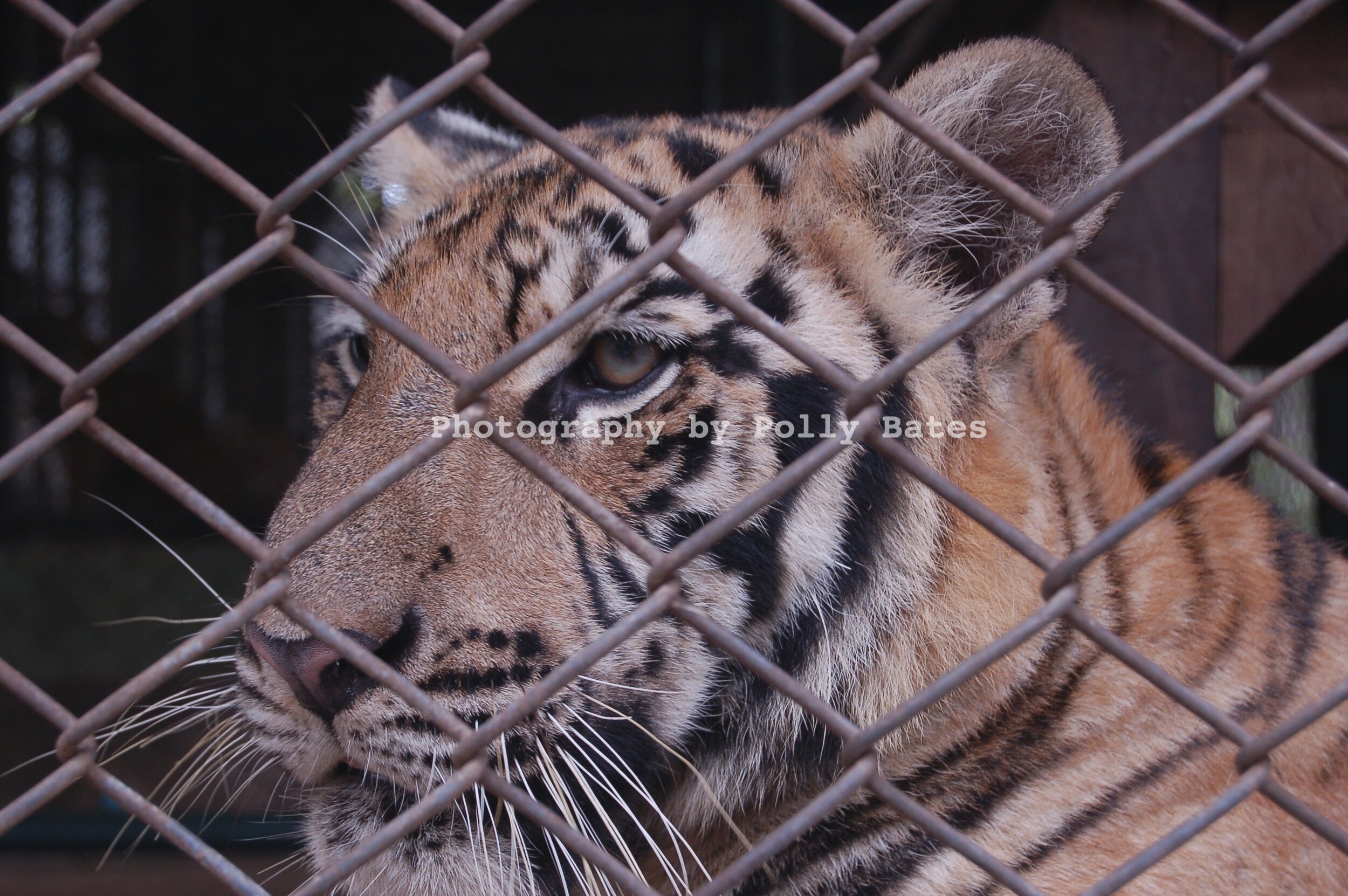Polly Bates Caged Tiger Photography 1.jpg