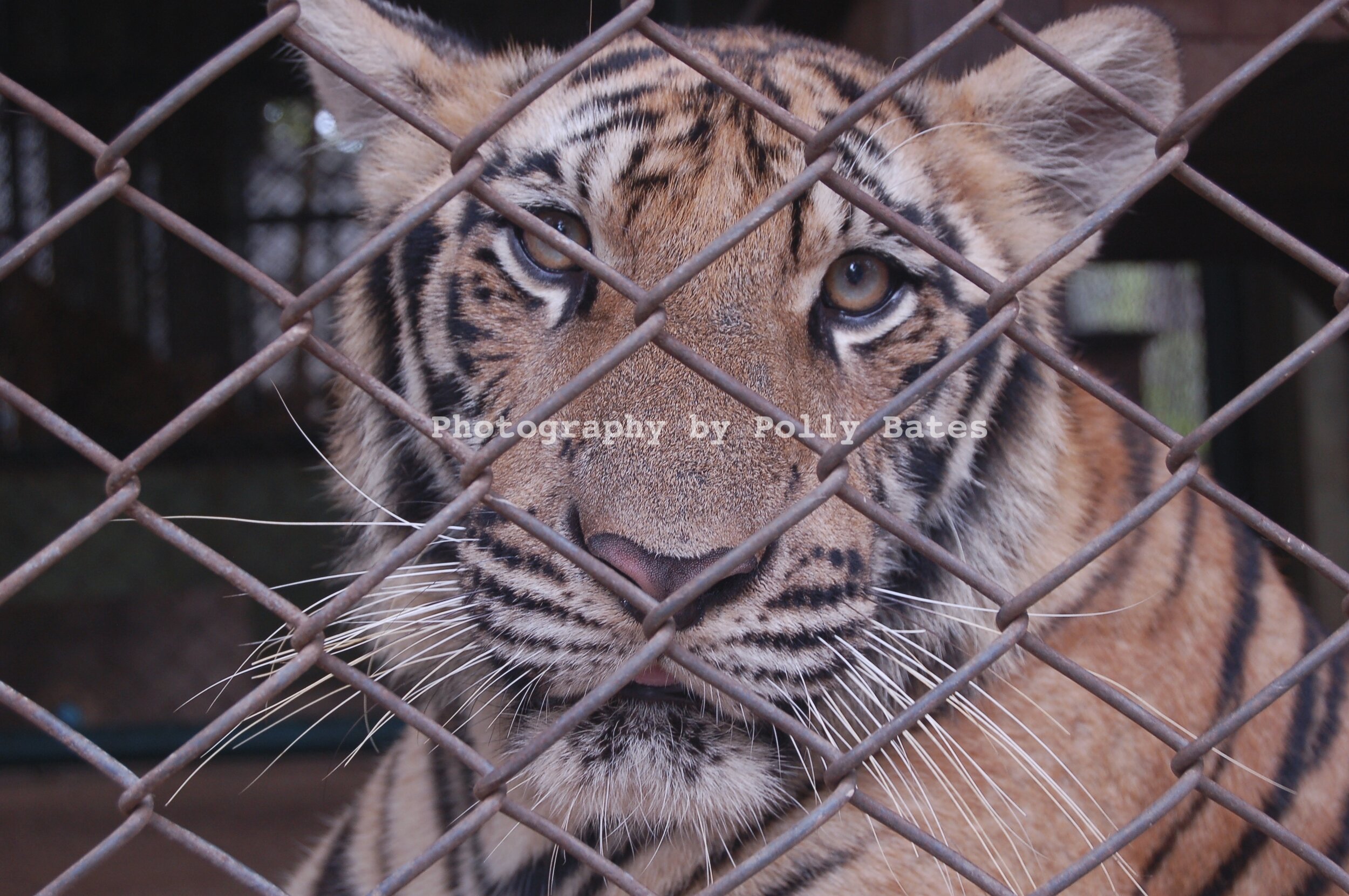 Polly Bates Caged Tiger Photography 2.jpg