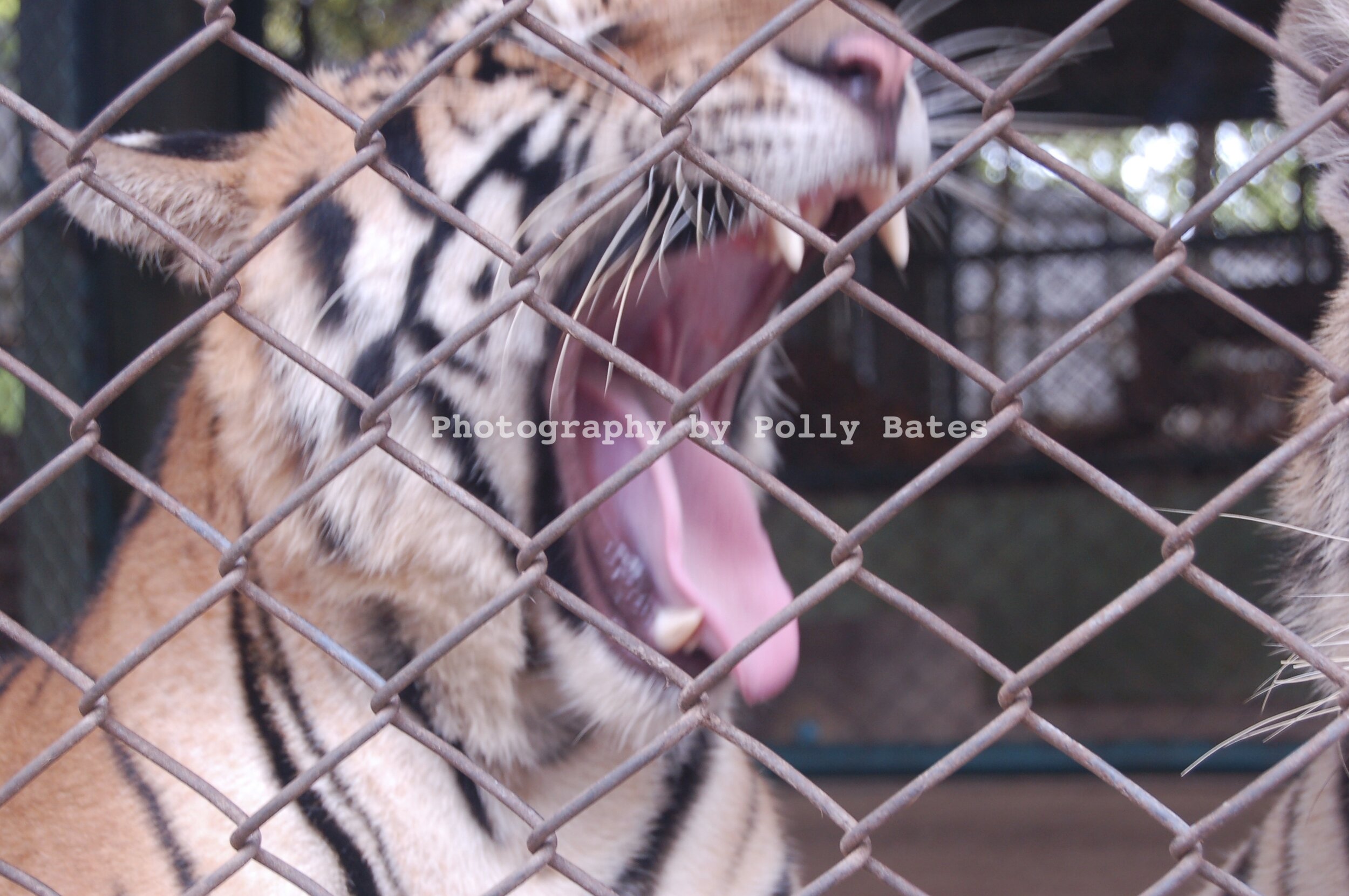 Polly Bates Caged Tiger Photography 3.jpg