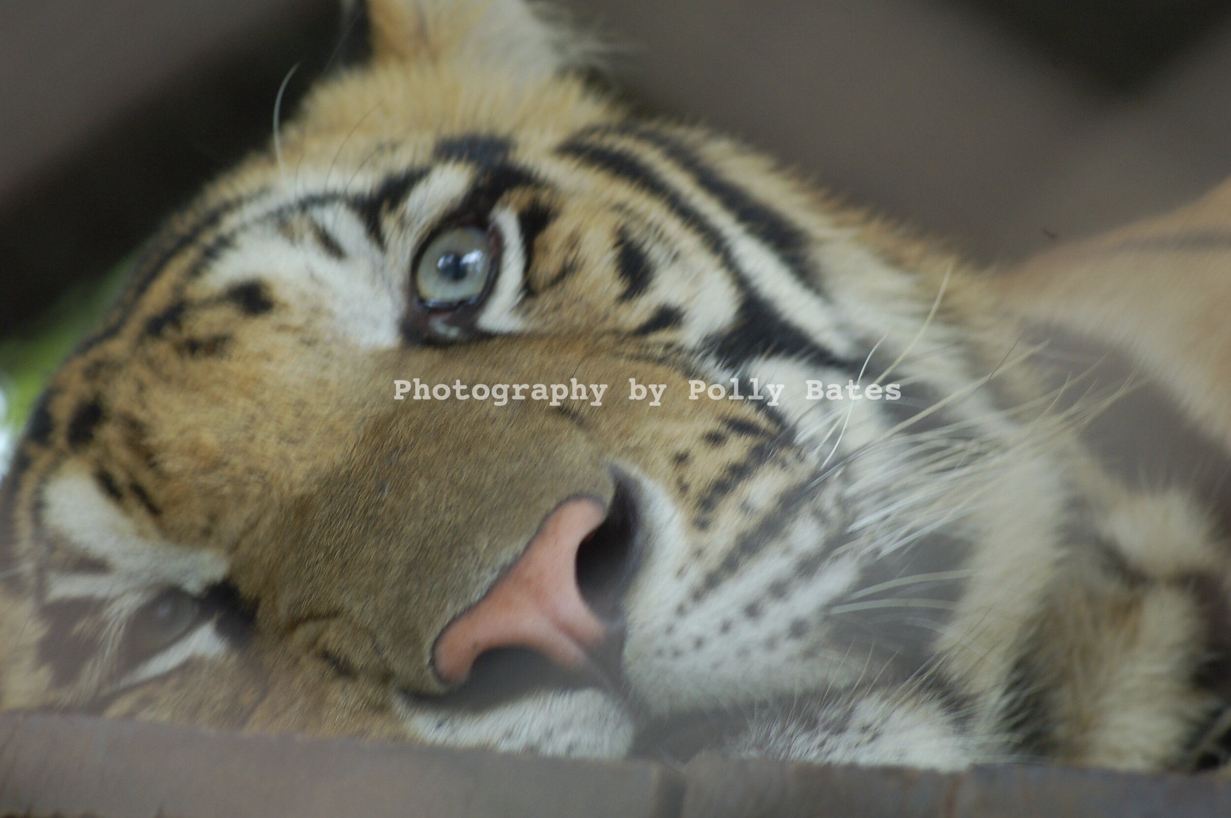Polly Bates Caged Tiger Photography 5.jpg