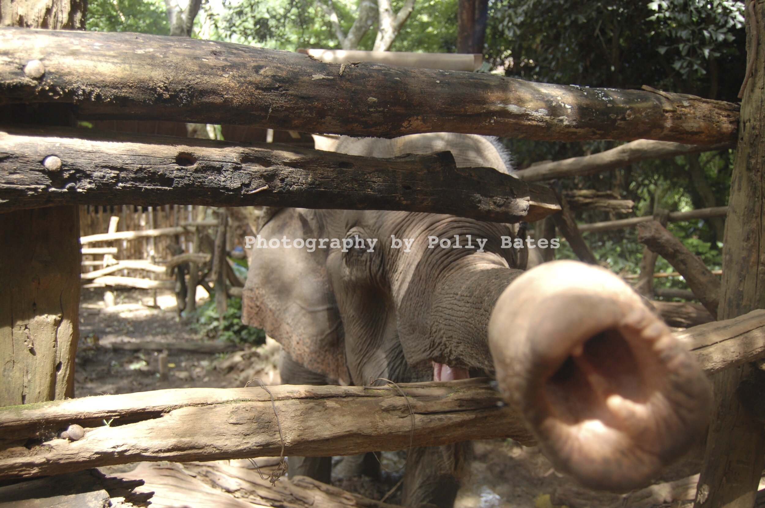 Polly Bates Elephant Photography 1.jpg
