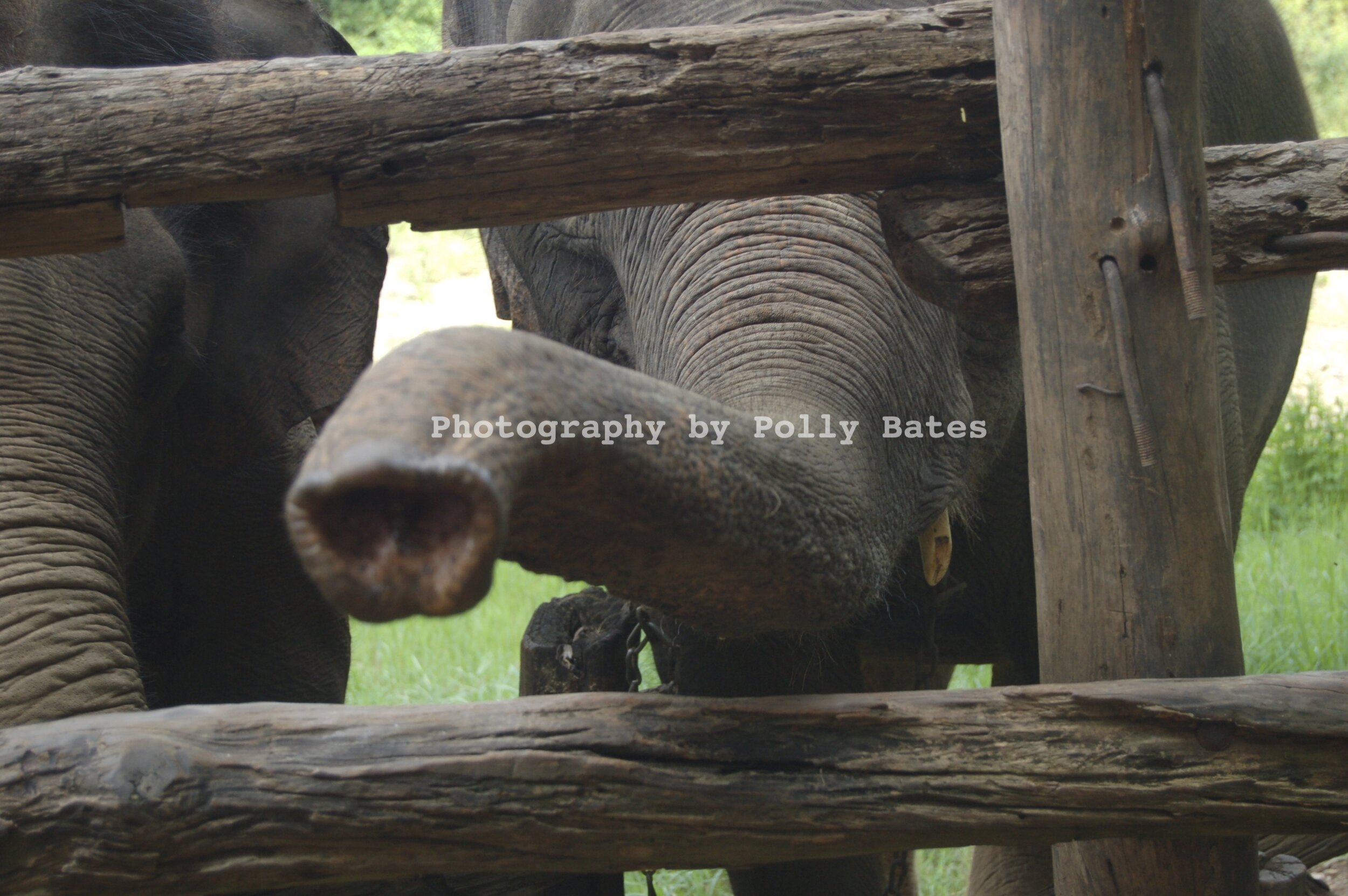 Polly Bates Elephant Photography 2.jpg