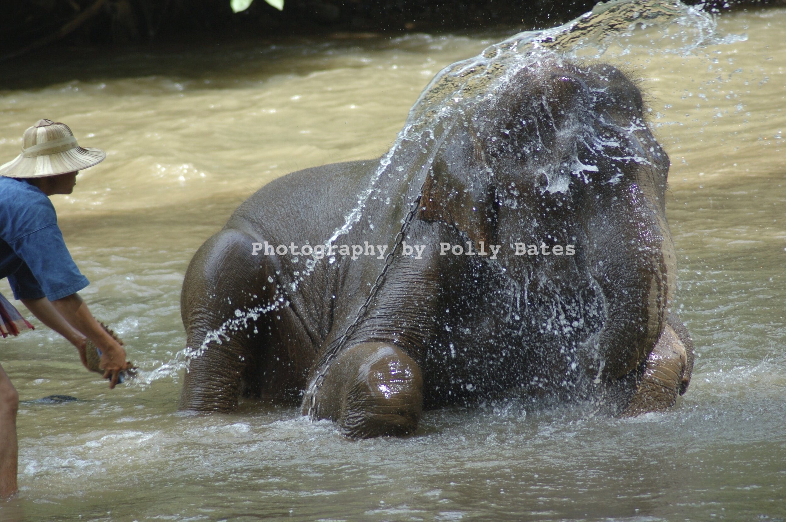 Polly Bates Elephant Photography 3.jpg