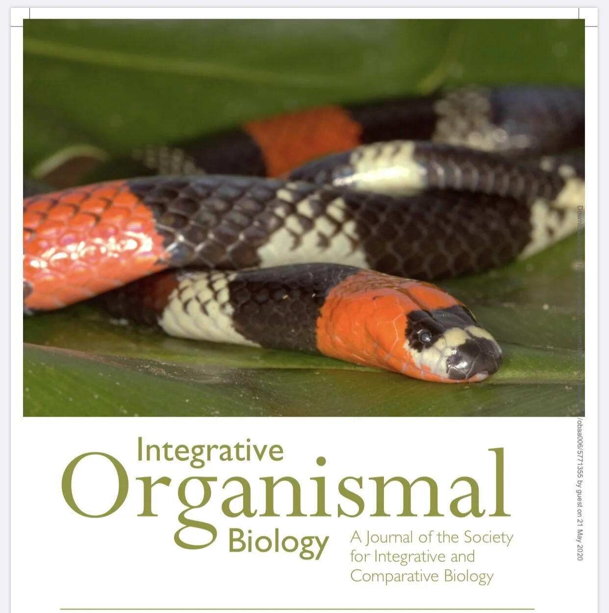 custom cover iob micrurus.jpeg