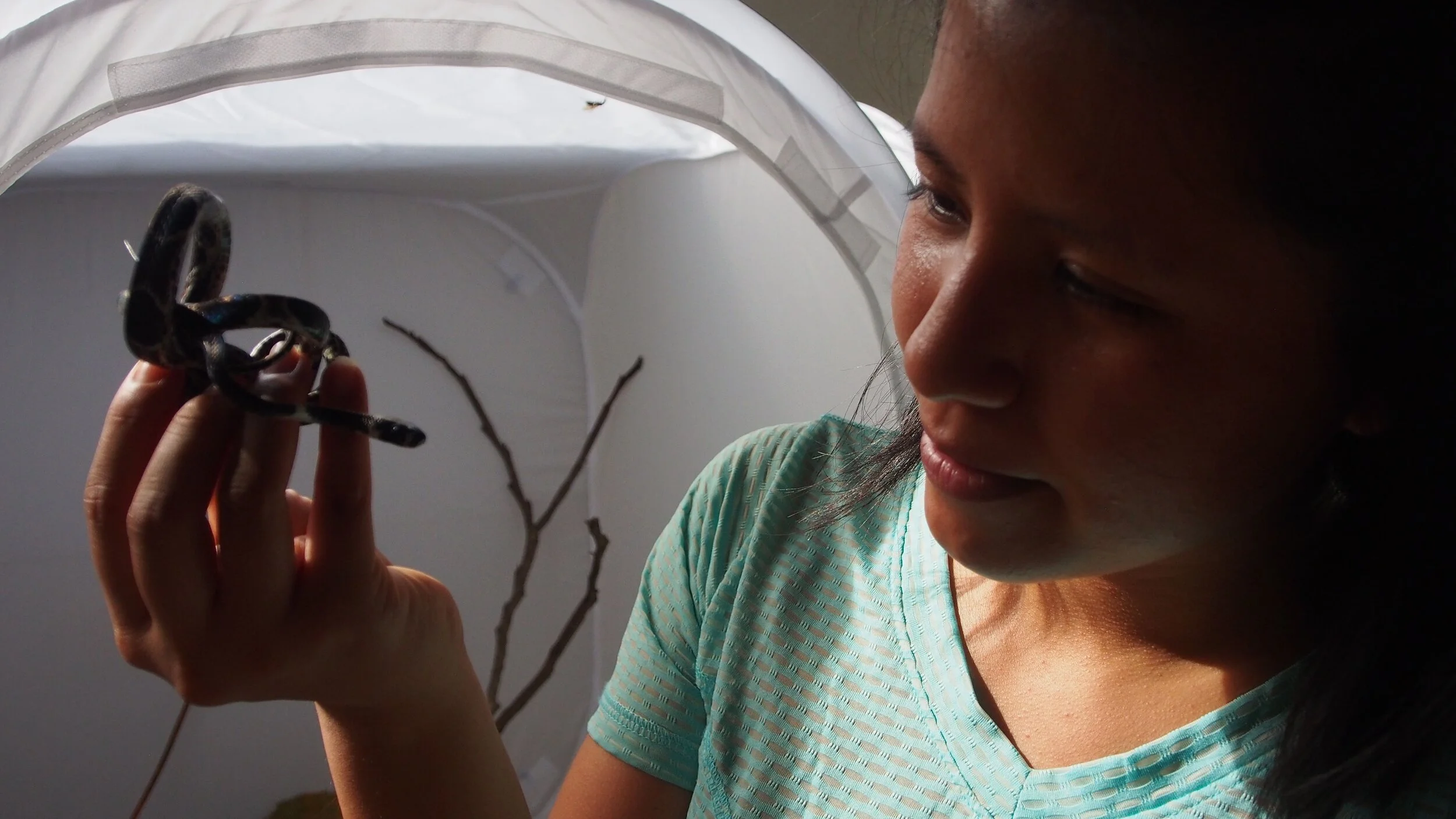 Ciara and her favorite snake, the Imantodes cenchoa.