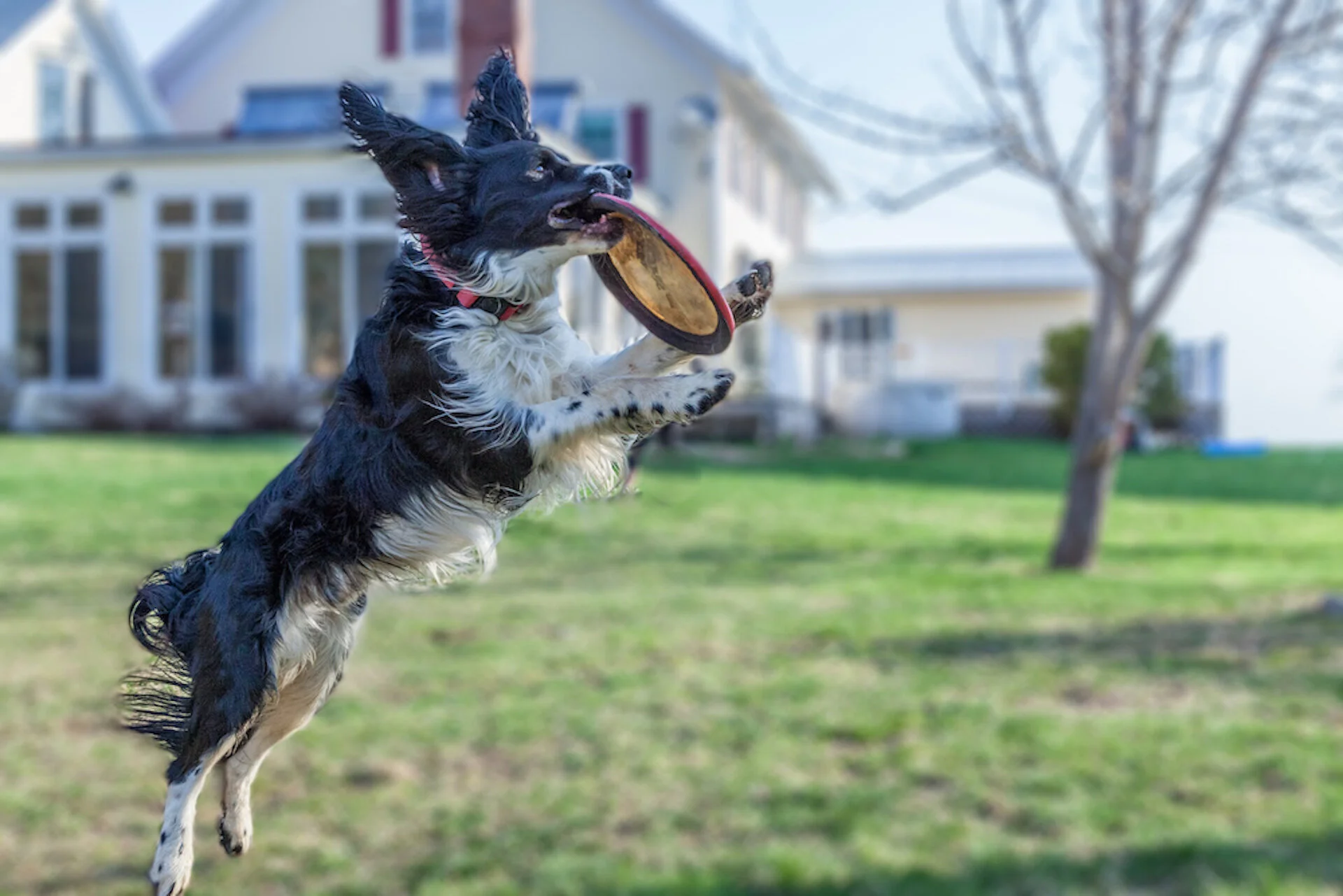 elmofrisbeeLB.jpg