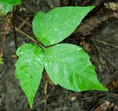 Poison Ivy, Herbal Treatments for Your Skin