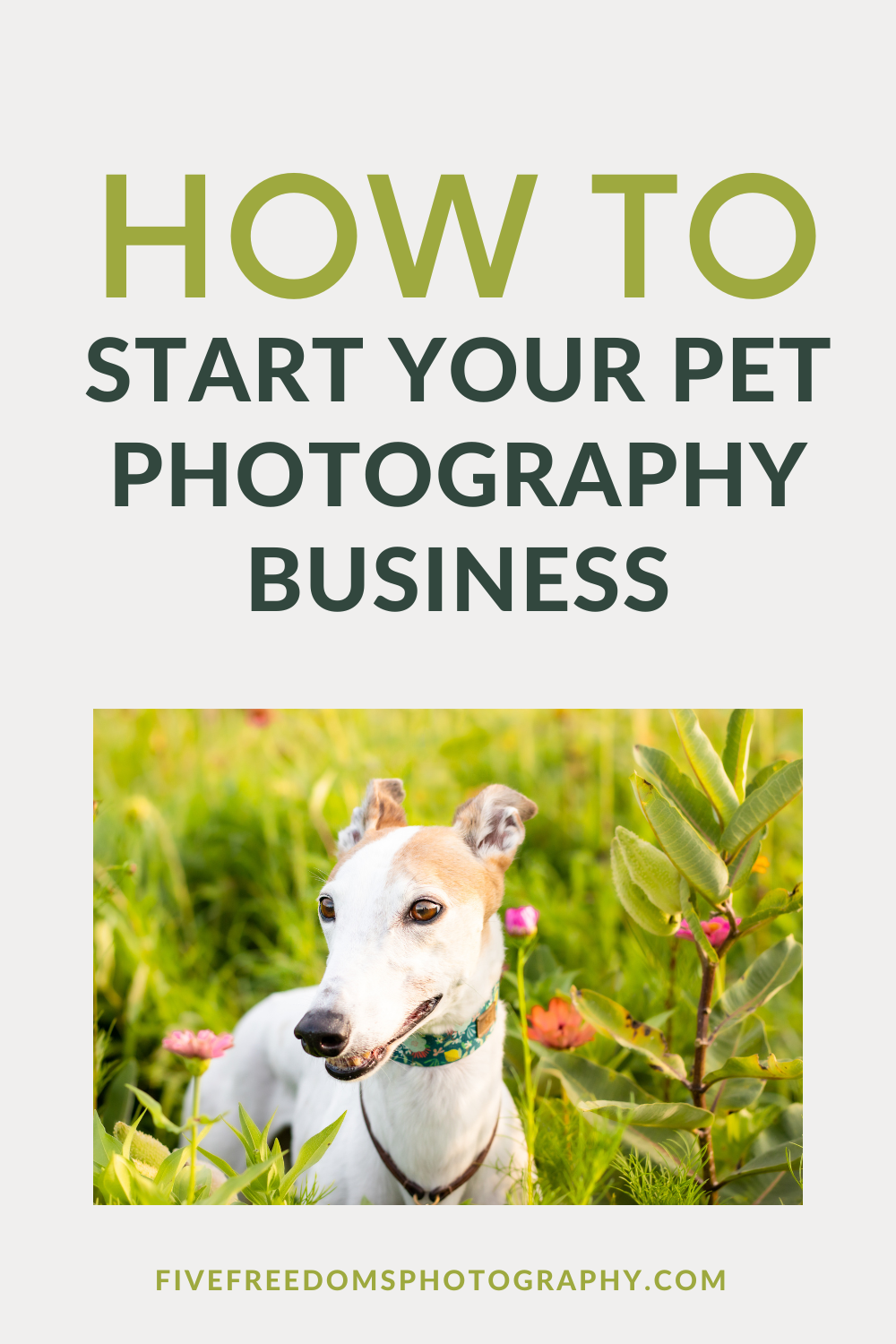 How Do I Start A Successful Dog Breeding Business