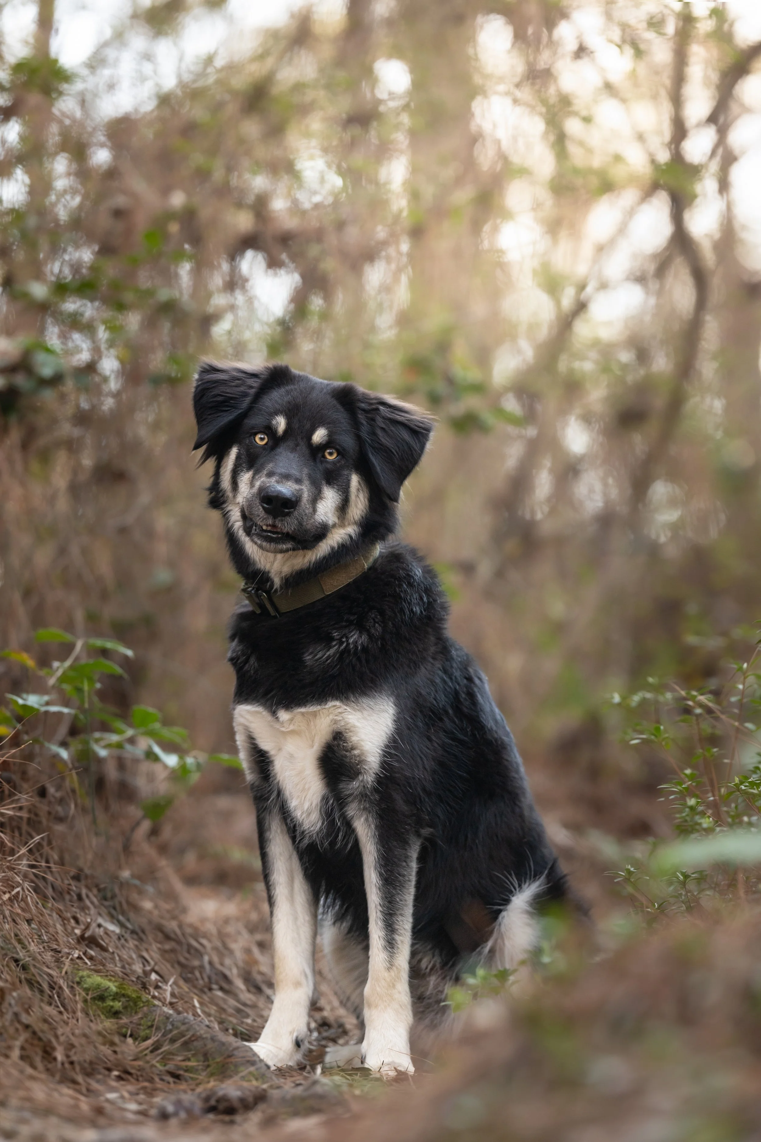 raleigh-pet-photography-pet-photographer-in-raleigh-durham-cary-chapel-hill-north-carolina106.jpg