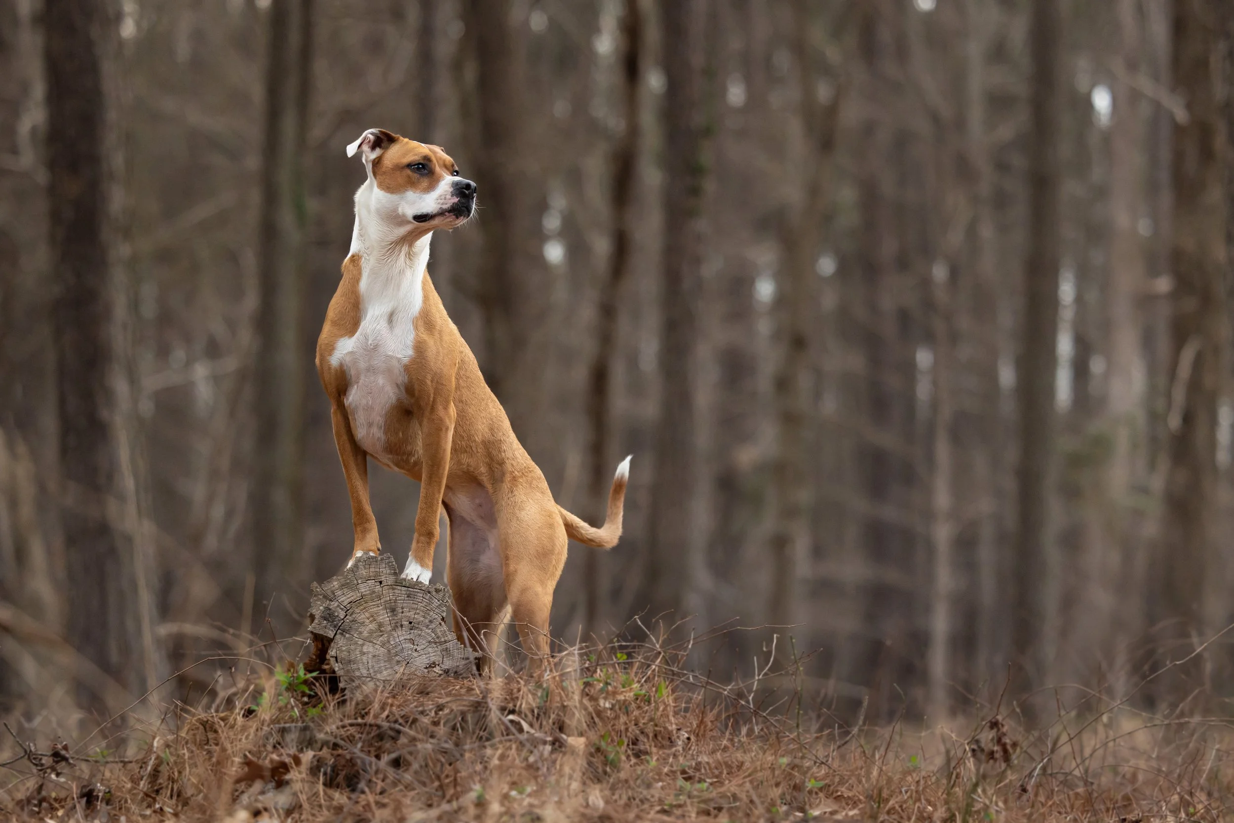 raleigh-pet-photographer-pet-photography-in-cary-chapel-hill-durham-nc232.jpg