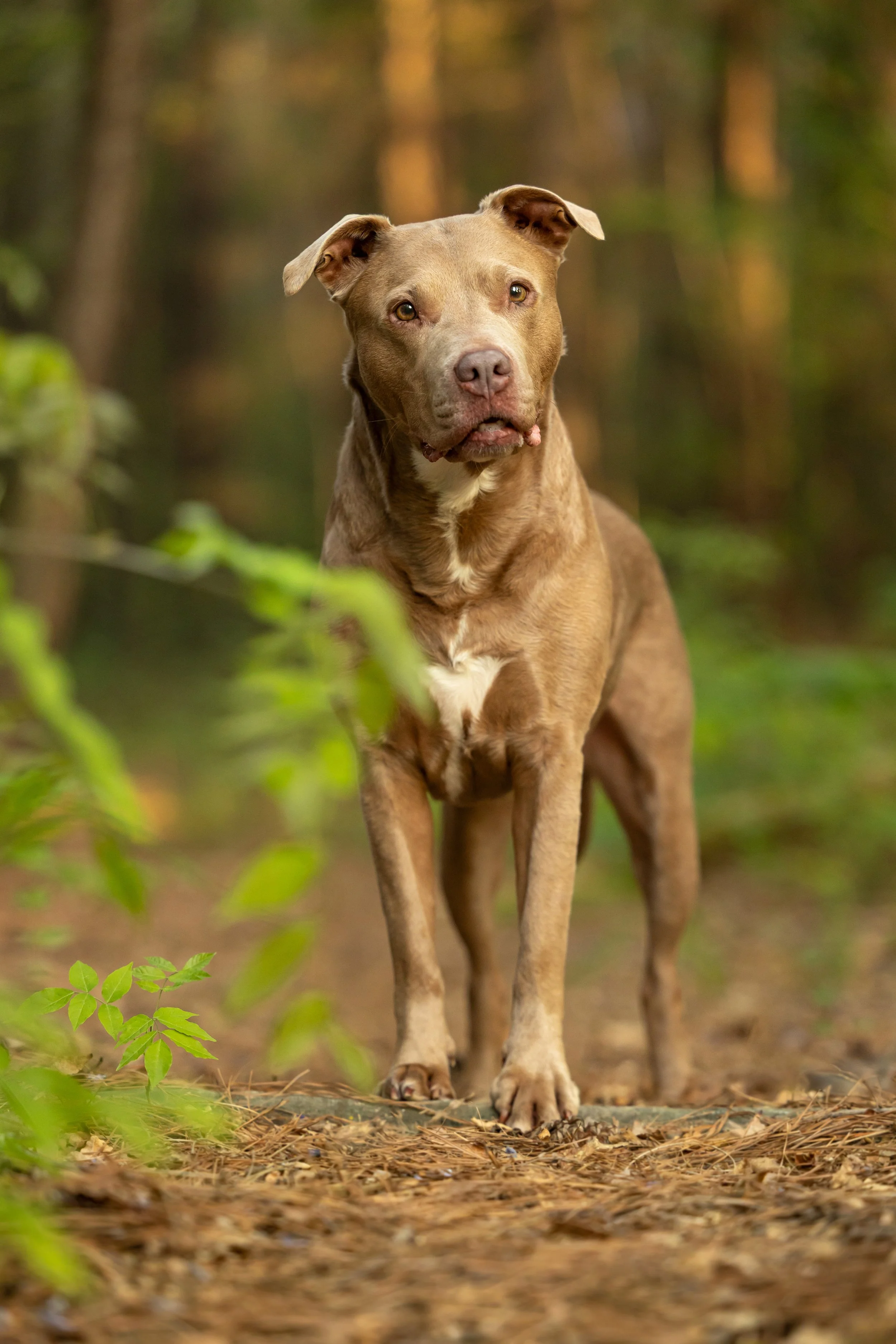 raleigh-pet-photographer-pet-photography-in-cary-chapel-hill-durham-nc20106.jpg
