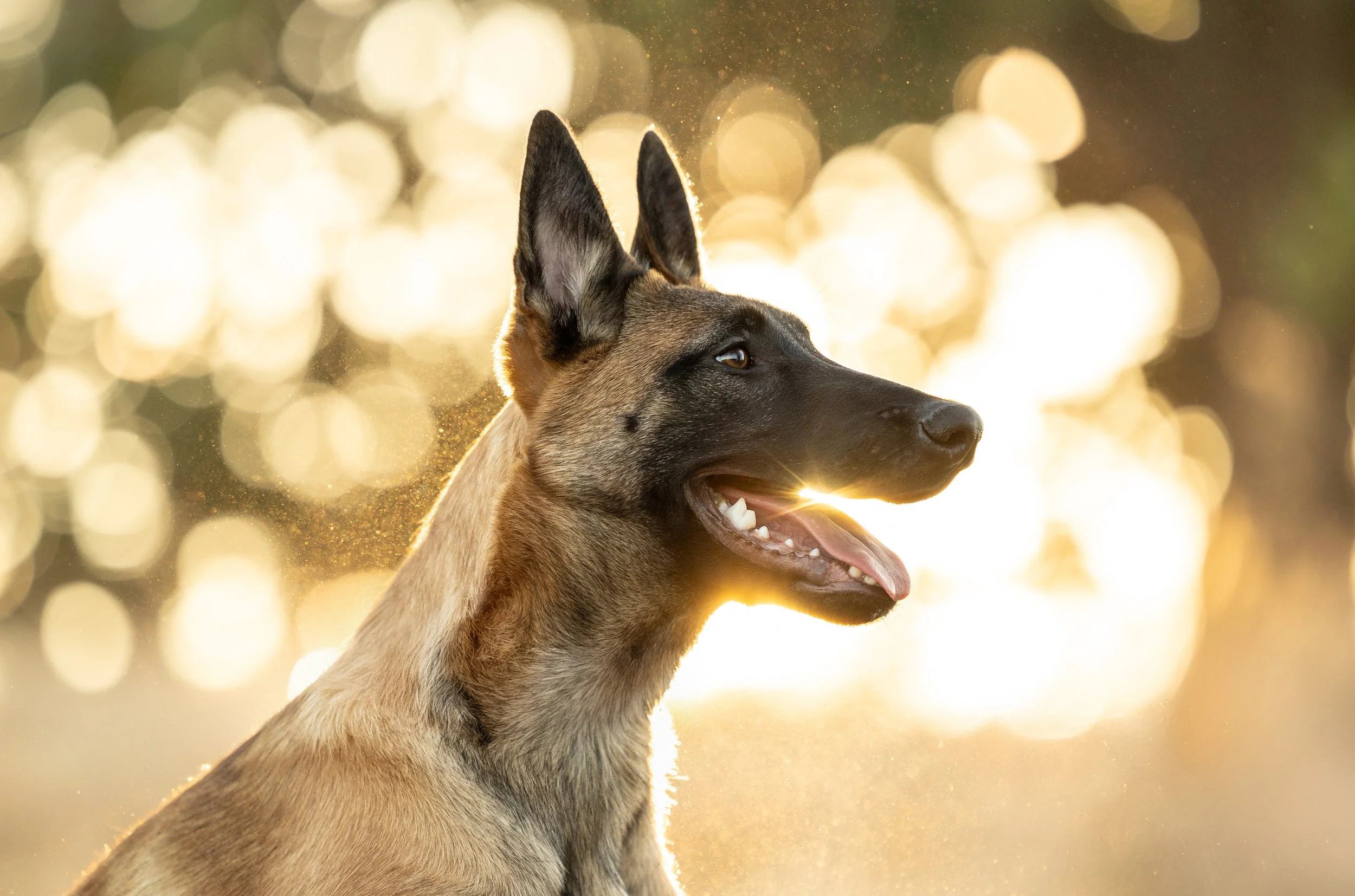 raleigh-pet-photographer-pet-photography-in-cary-chapel-hill-durham-nc20107.jpg