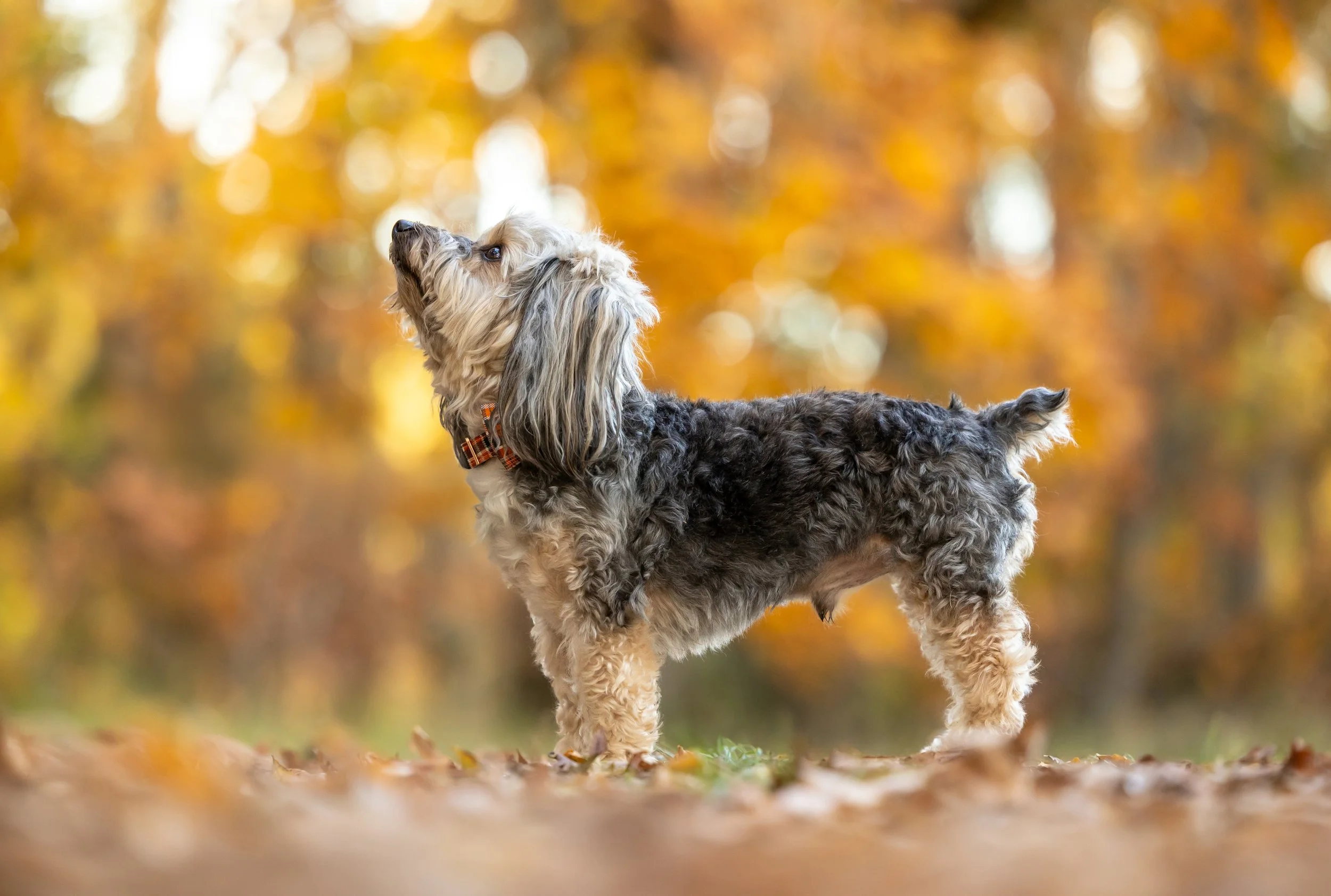 raleigh-pet-photographer-pet-photography-in-cary-chapel-hill-durham-nc100.jpg