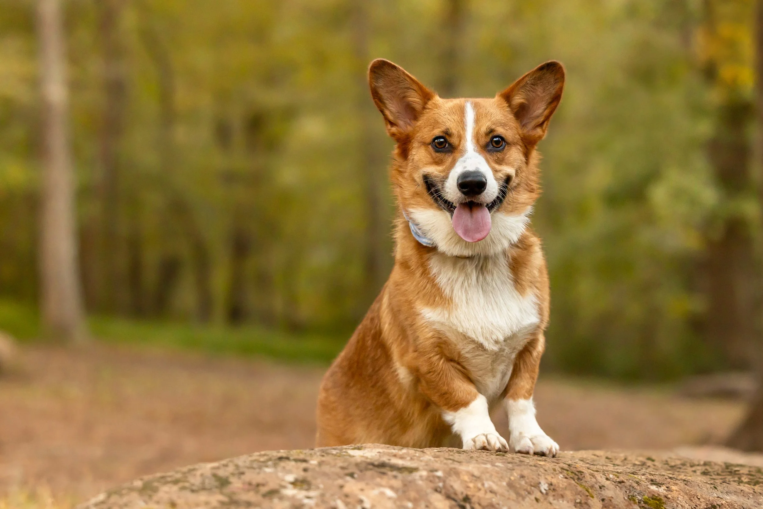 raleigh-pet-photographer-pet-photography-in-cary-chapel-hill-durham-nc116.jpg