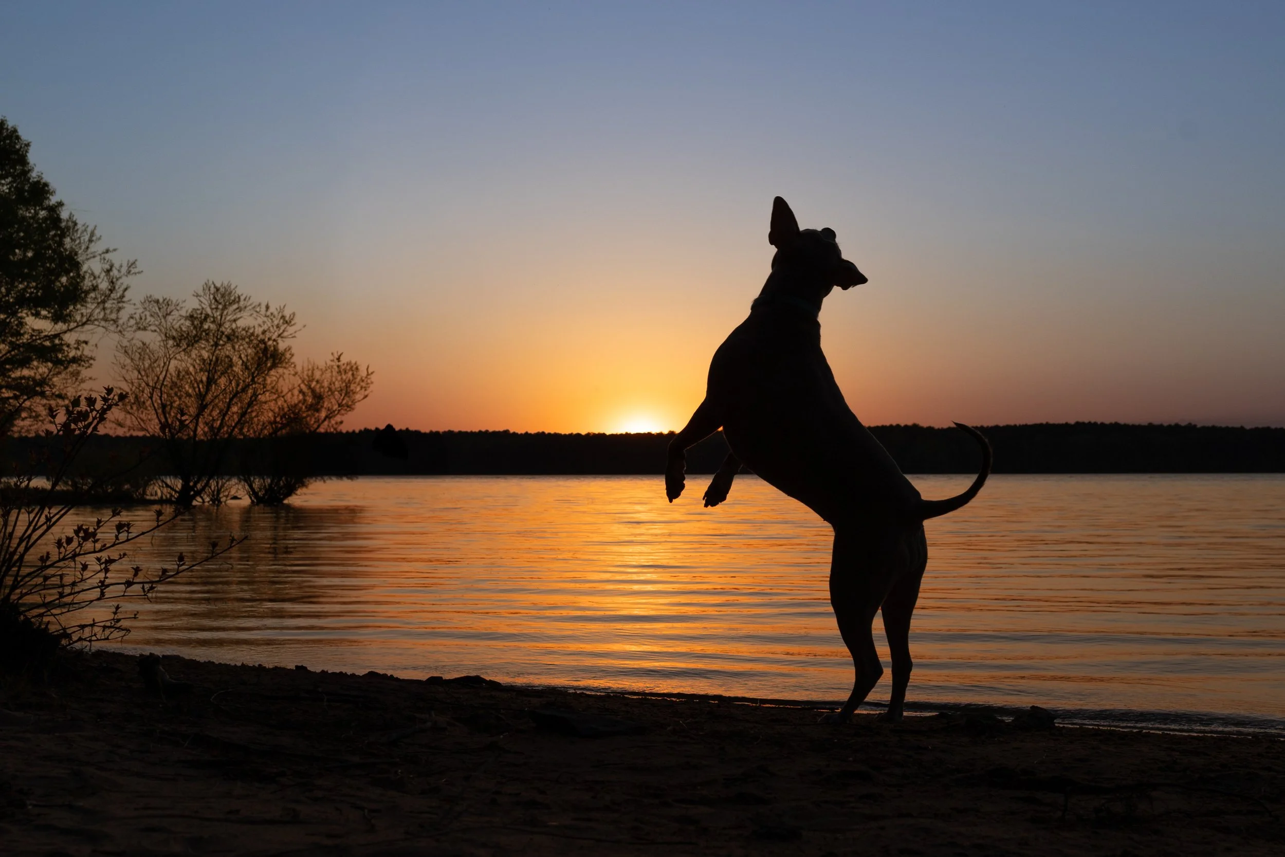 raleigh-pet-photographer-pet-photography-in-cary-chapel-hill-durham-nc114.jpg