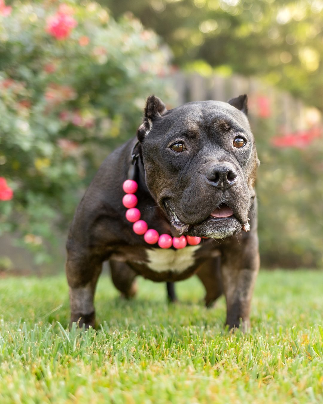 When someone asks me &lsquo;What is one of the most fulfilling parts of your job?&rsquo;

I will always say capturing beautiful moments of a pet before a pet parent has to say goodbye.

This review by @darla_the_hippo_nc &lsquo;s, Mom, really just su