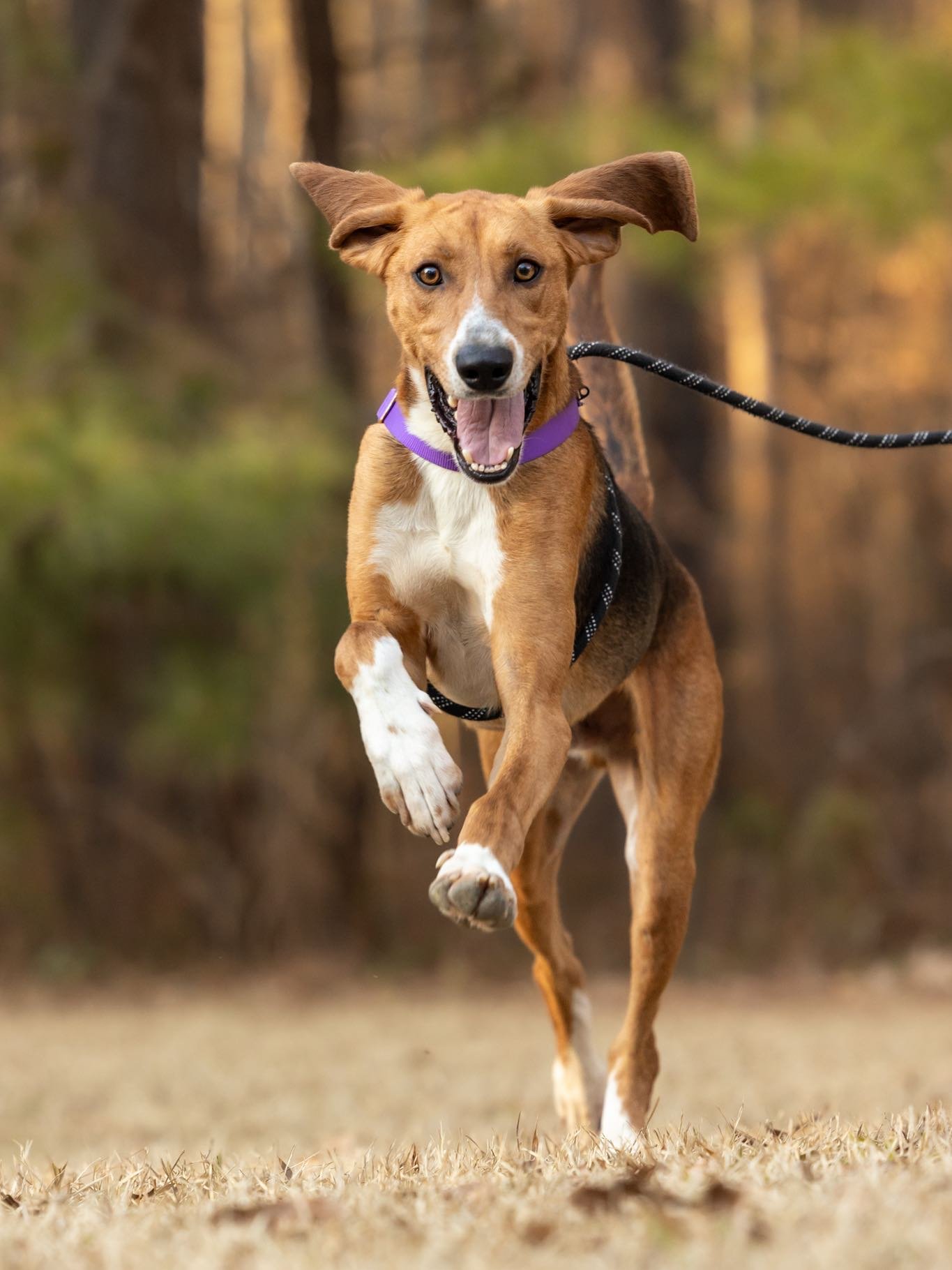Our handsome long timer Forrest is READY to go home! 🐾

This loving hound boy is the total package: big hugs, the best floppy ears, and a nose that could rival a bloodhound&rsquo;s! He&rsquo;s a pro at sniff walks, loves a good cuddle, and is chill 