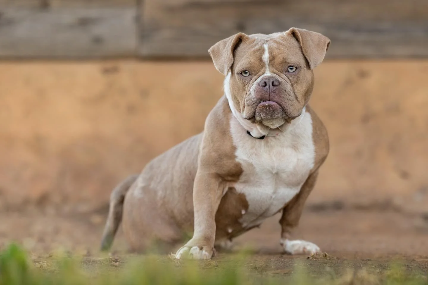 Honestly, the perfect Miss October had to be a Bully mix with an RBF and a snaggle tooth! 😂 

As part of the 2025 Triangle Dog Of The Year Calendar, here&rsquo;s what Rue&rsquo;s Mom has to say about her: 

Abandoned on the side of the road in a cra