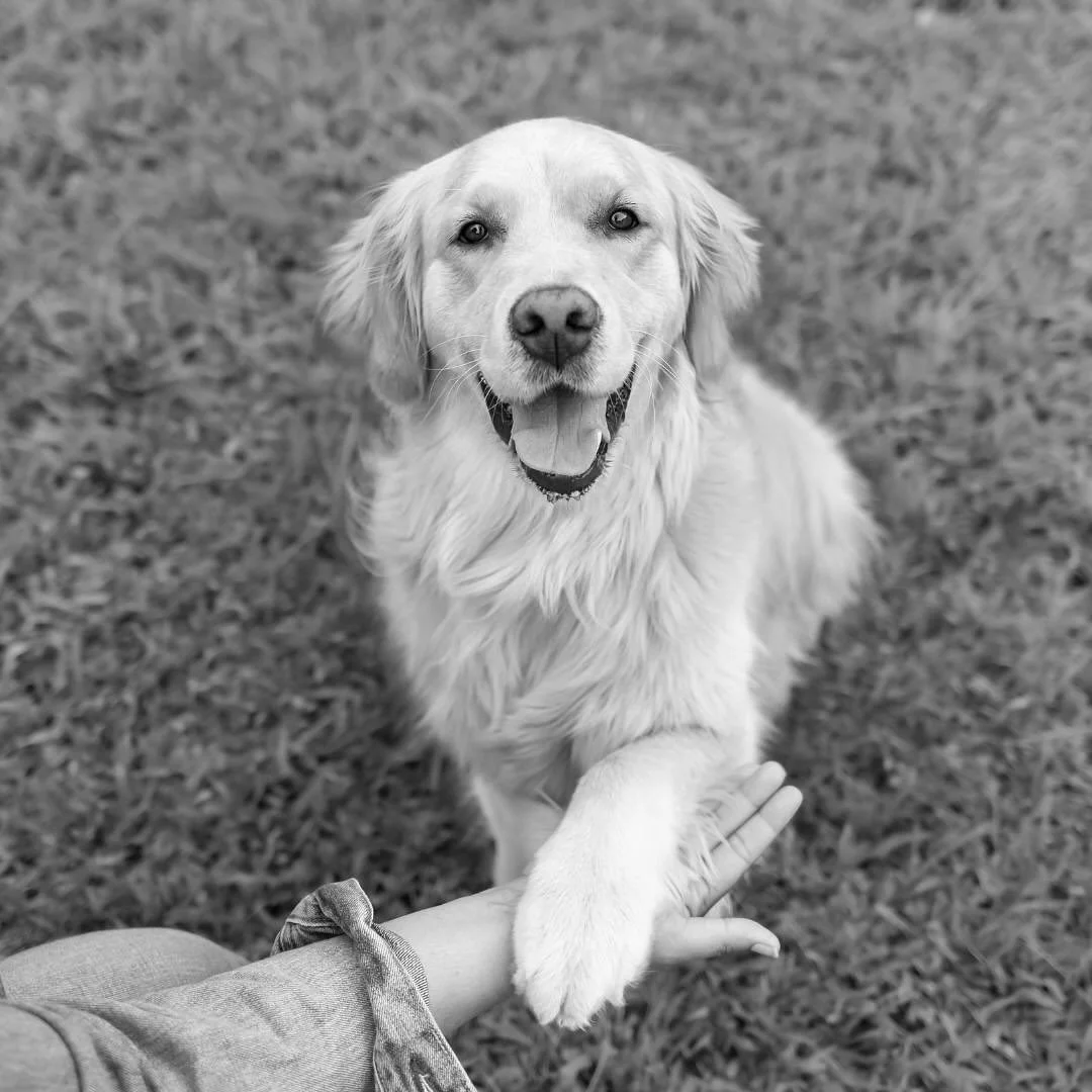 Mocha deserves a permanent spot on the feed! 

@puppamocha and her family are pillars of the local dog community! I&rsquo;m so grateful to have met them through many of the pop ups I&rsquo;ve done throughout the years with @trianglecanineclub. ☺️ 

U