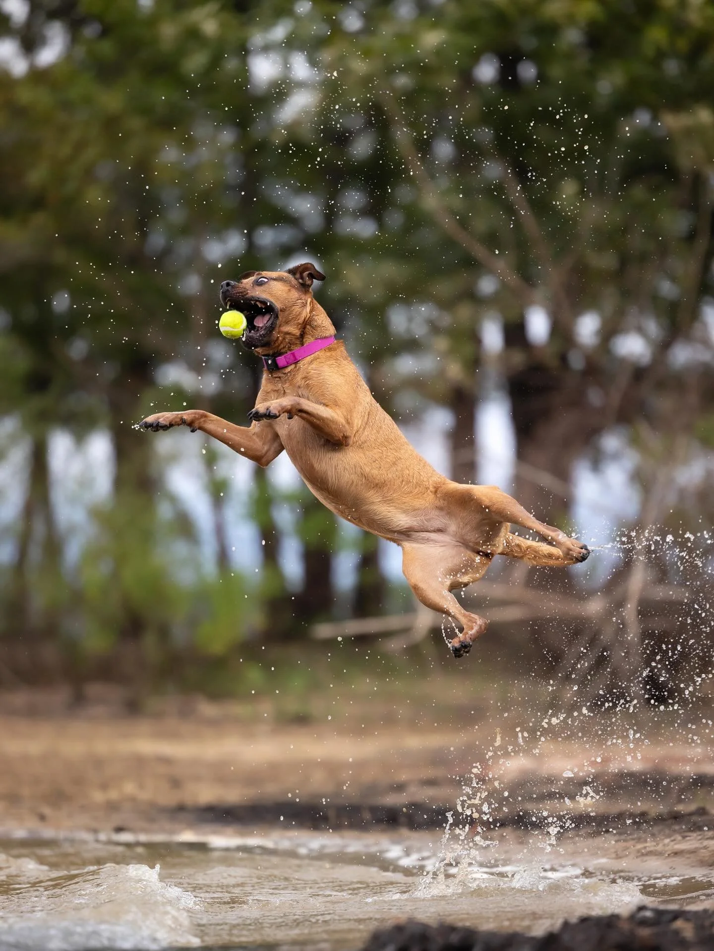 Daisy is here to do nothing more than give you a giggle today with the images from her SPLASH! session 😂 💦 🎾 

I honestly can&rsquo;t decide which one is my favorite, so they all get a spot on the feed! 

🐶 Daisy // @chrissybeth13 
📍 #jordanlake