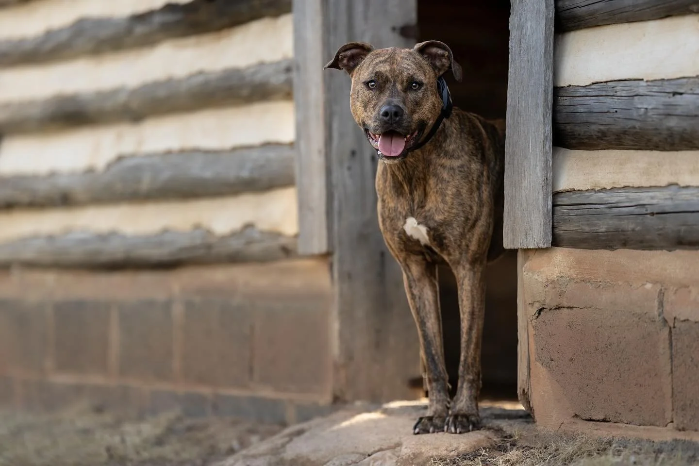 Miss November is none other than Miss Louie with @winifredandlouie ! 🍂 

Louie is a bully breed rescue from Tennessee. She has come a long way from being found as a puppy living under a house. 

Louie loves running, jumping, and sleeping all the way