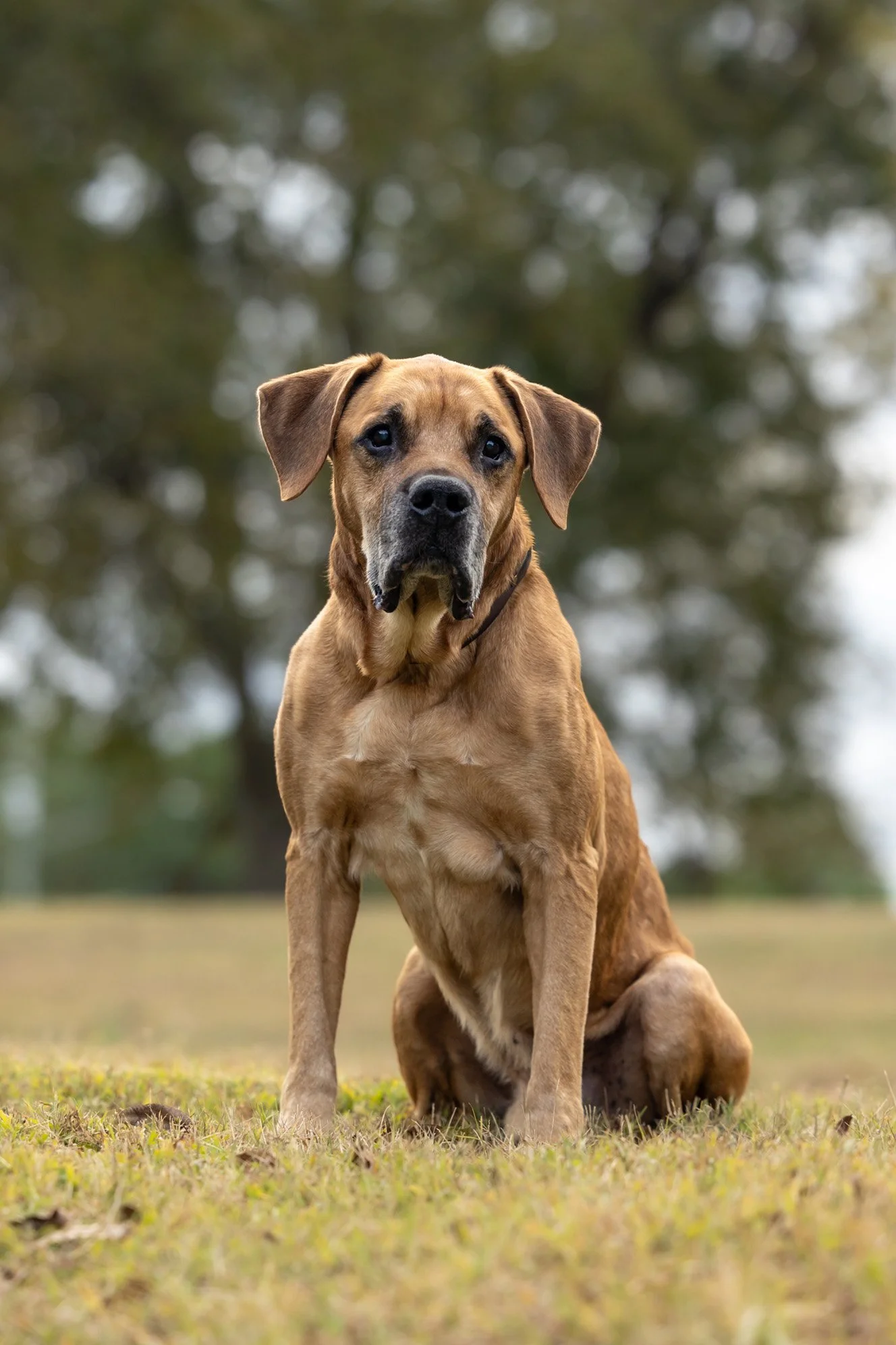 October 2025 Adoptables