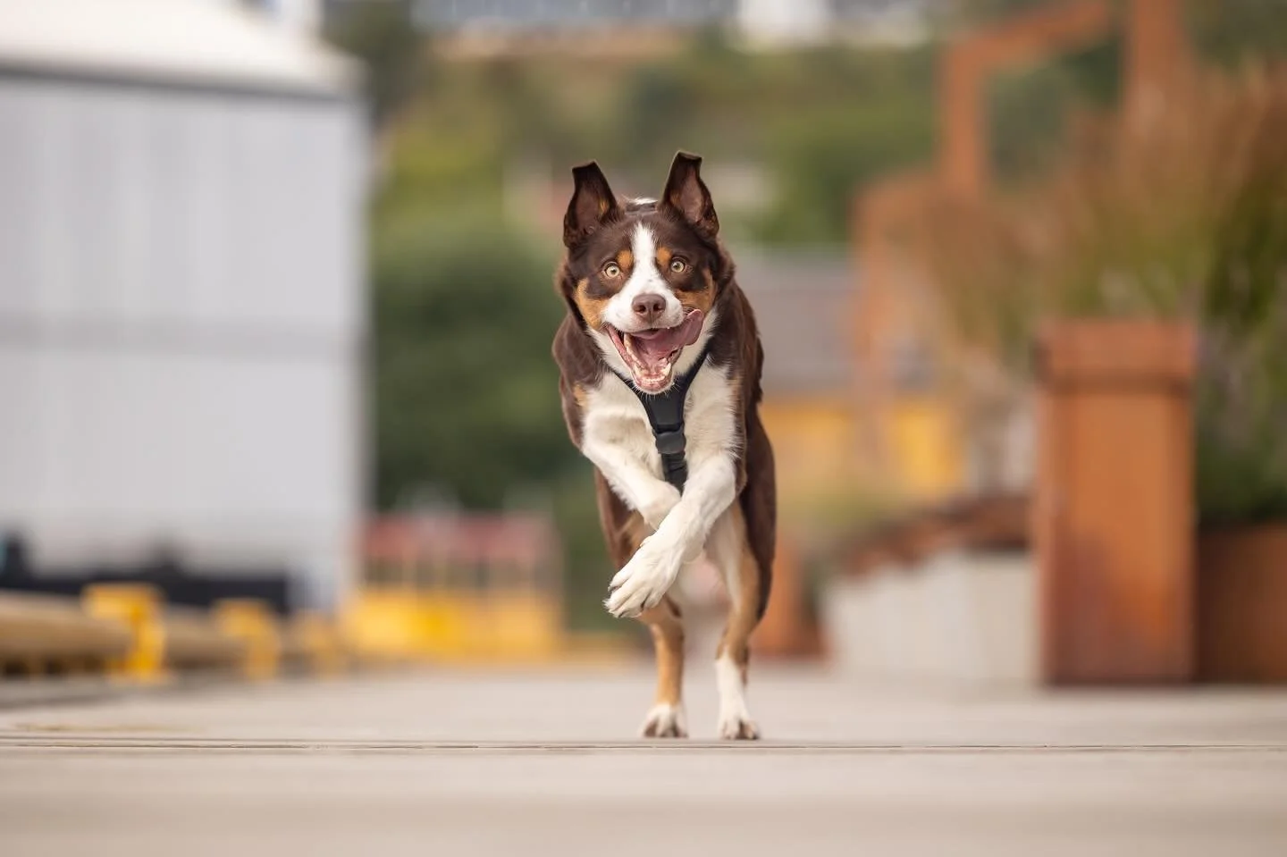 Can we just take a moment and give it up for this 💯 good boy and posing expert, Pluto? 💫 

🐕 @siljeandpluto 
📍 #troms&oslash; 

#raleighpetphotographer #petphotography #dogphotographer #petphotographer #petphotography 

Raleigh&rsquo;s Pet + Peop