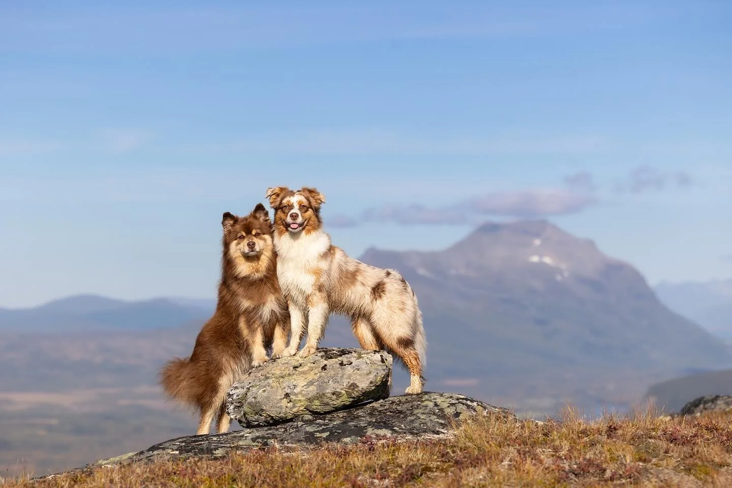 Yes, it is possible to get amazing photos of your entire pack! 😉 

It might be a little chaotic and even take a try (or three), but between a little coaxing with treats, waiting for the right moment, and a bit of Photoshop work, too, having a photo 