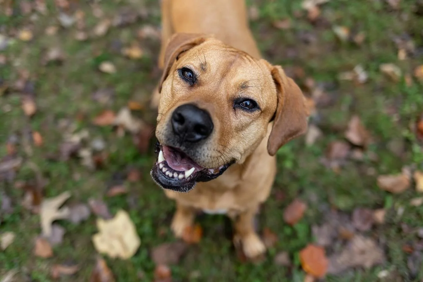 @winifredandlouie but make it Autumn 😏 🍂 

#raleighpetphotographer #raleighpetphotography #raleighphotographers #ncpetphotographer #dogphotographer #petphotographer 

Raleigh&rsquo;s Pet &amp; People Photographer | NC Dog Photographer | Raleigh Pet