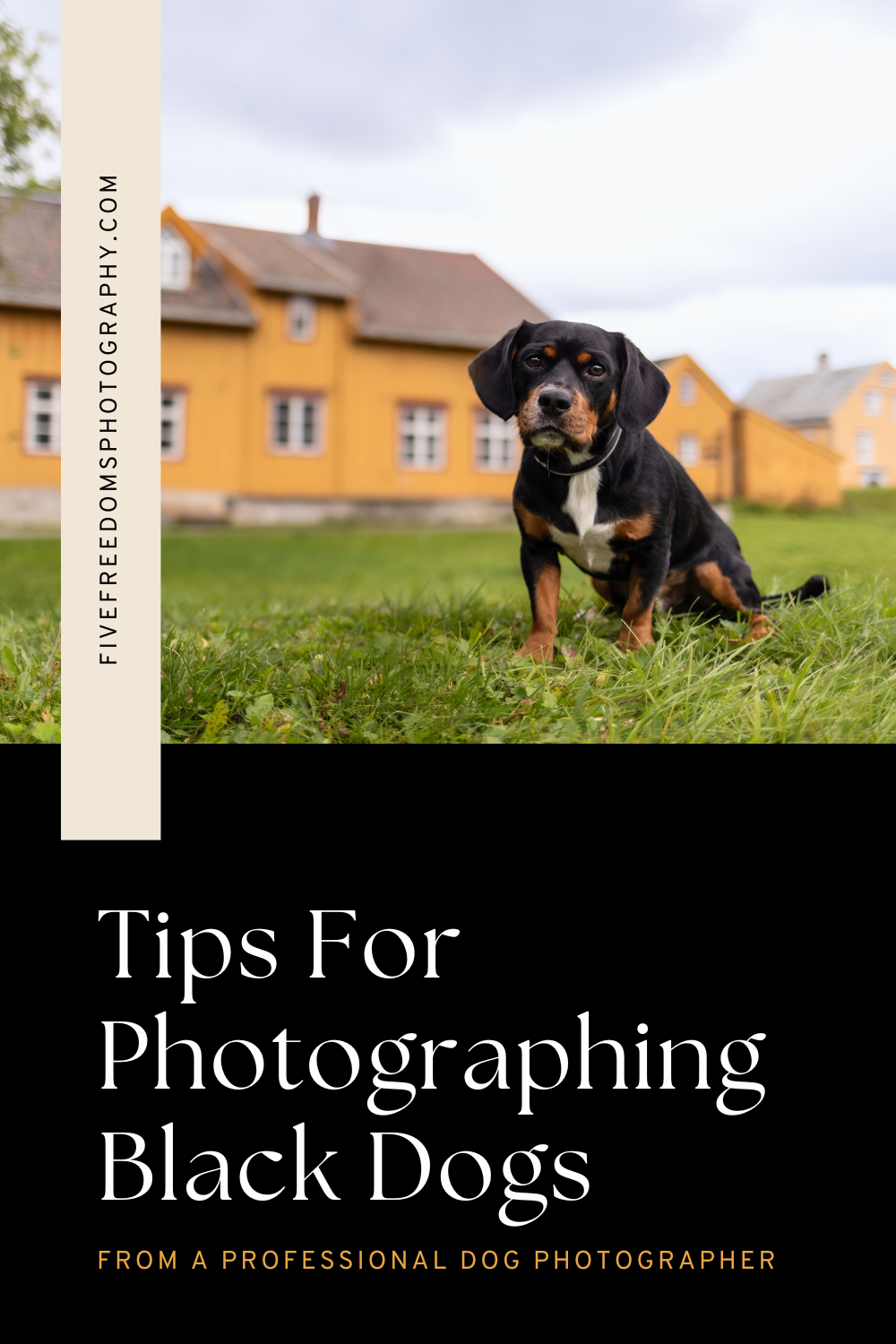 Tips For Photographing Black Dogs 