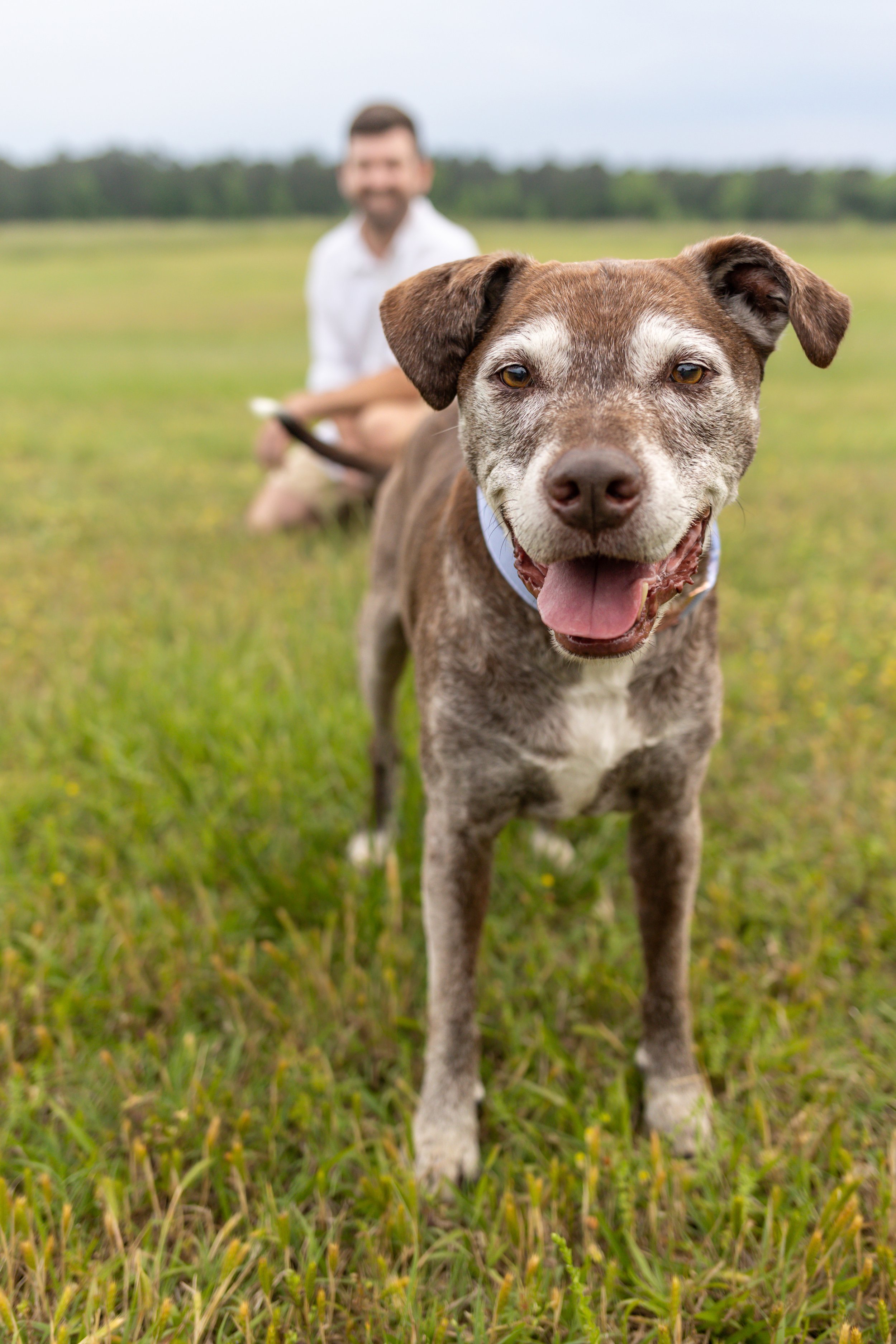 Pet Portrait Session: Bentley, Roofus, + Nori