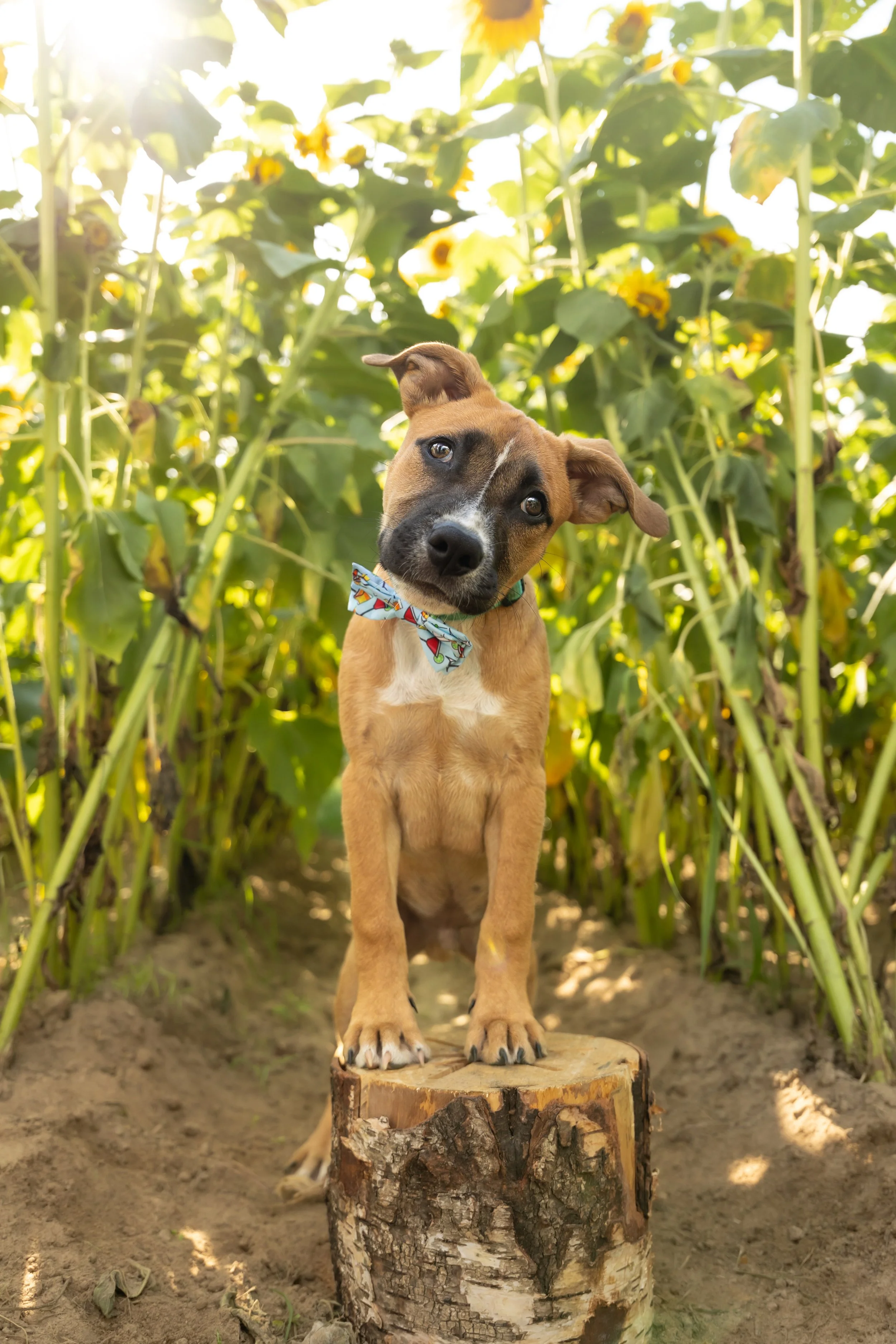 Sunflower Sessions At Juniper Creek Farms Recap