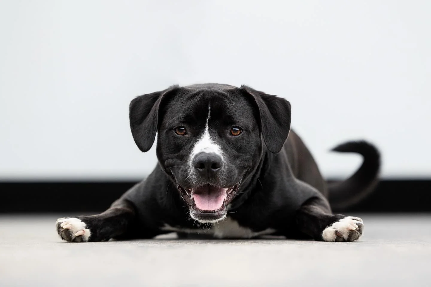 Mr Disco, who just so happens to be Mr December of the #2025triangledogoftheyear, wants to remind you to go ahead and change your calendars so you can see his handsome face for the next thirty one days 😉 

&ldquo;Disco was born at a rescue and joine