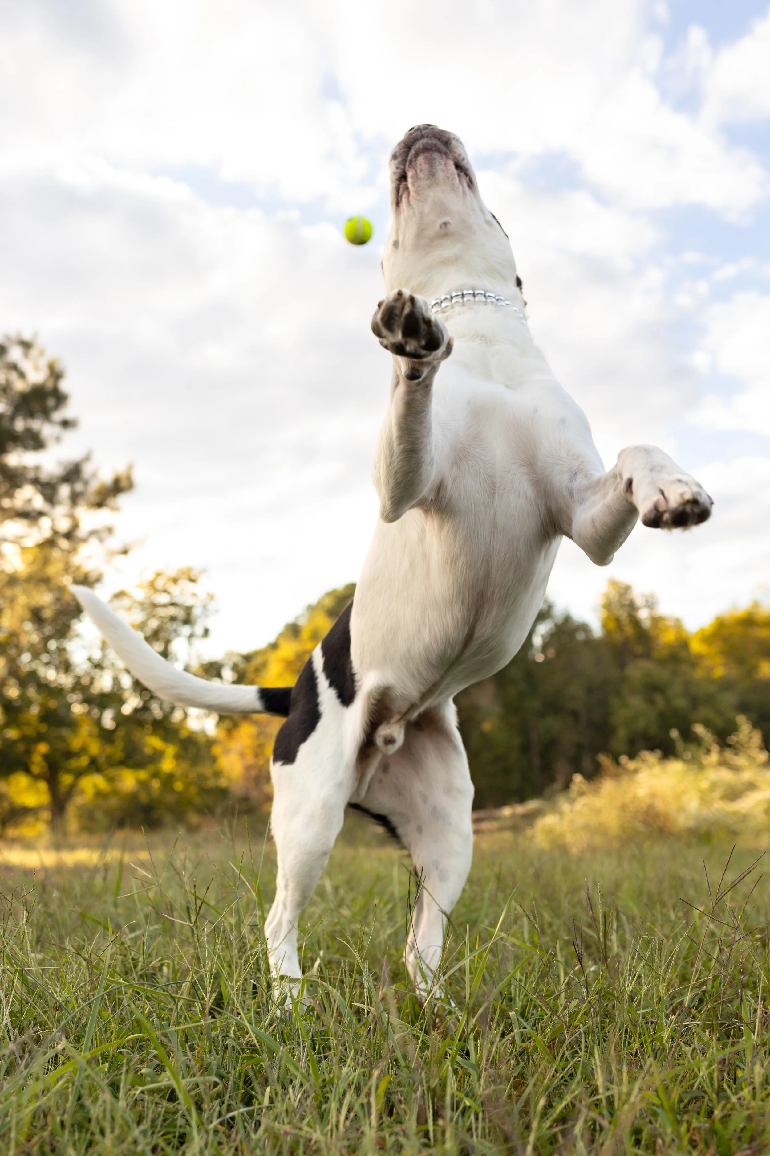 Pet Portrait Session: Zoey, Rory, + Lucky