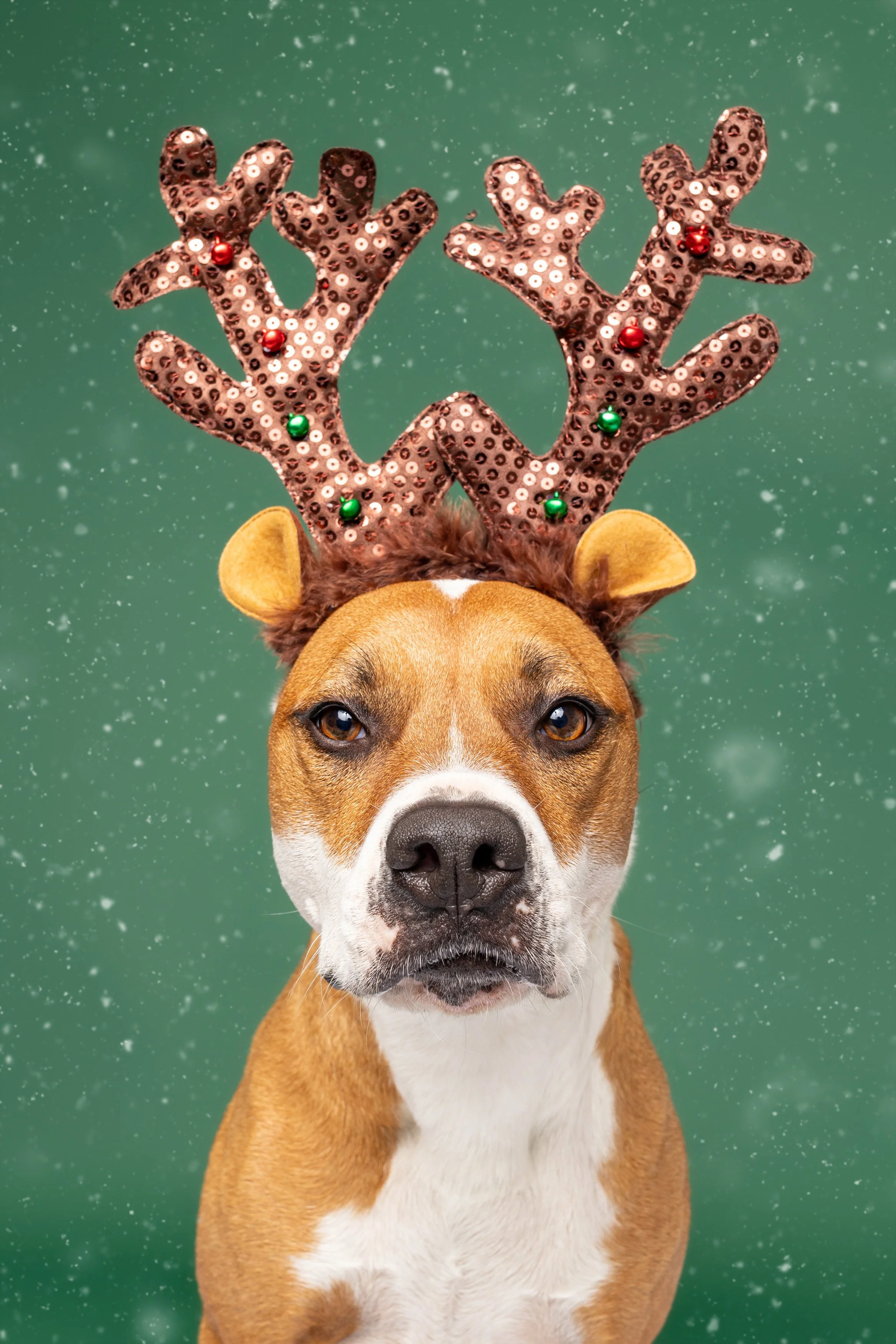 Best Of 2025: Raleigh's Pet + People Photographer