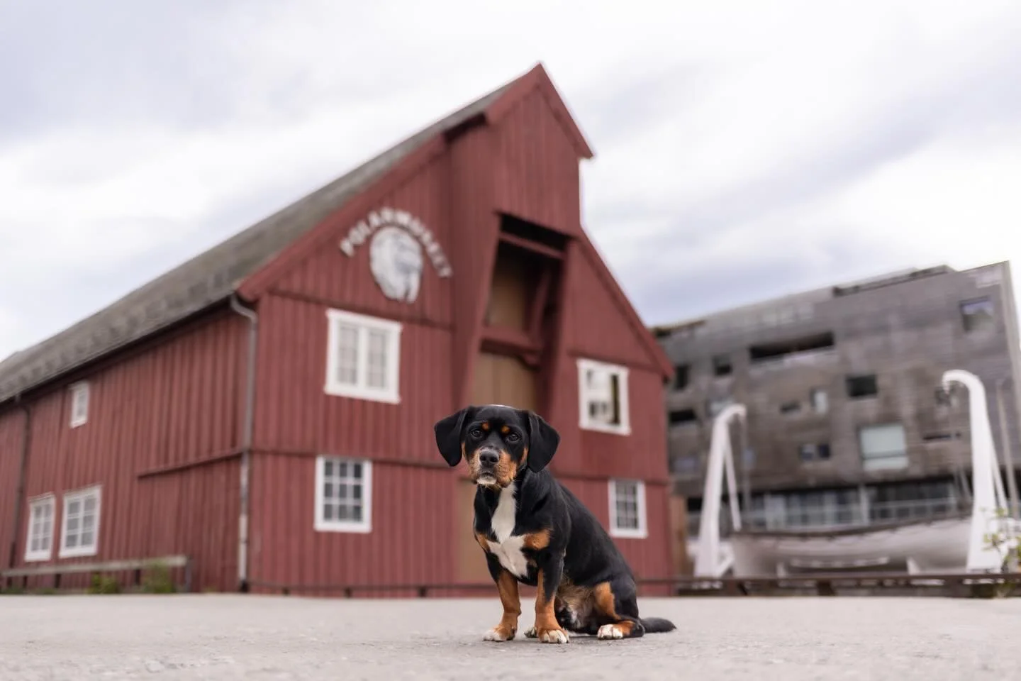 Little pup, &ldquo;big&rdquo; city 🏙️ 

🐶 @hello_iam_luigi 
📍 #troms&oslash; 

#petphotographer #dogphotographer #raleighpetphotography